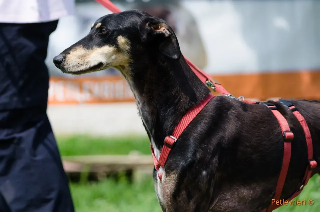 roxy adozione levrieri greyhound 6