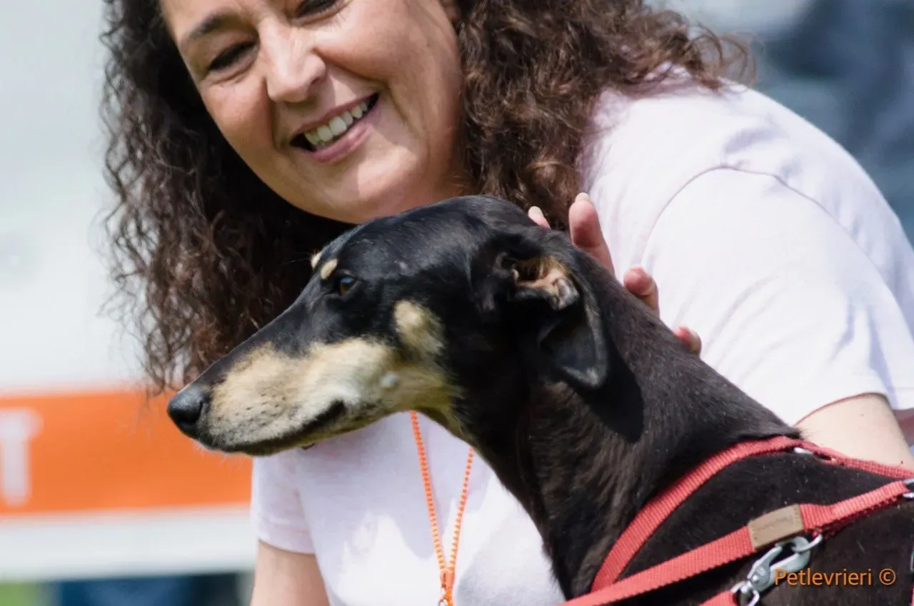 roxy adozione levrieri greyhound 7