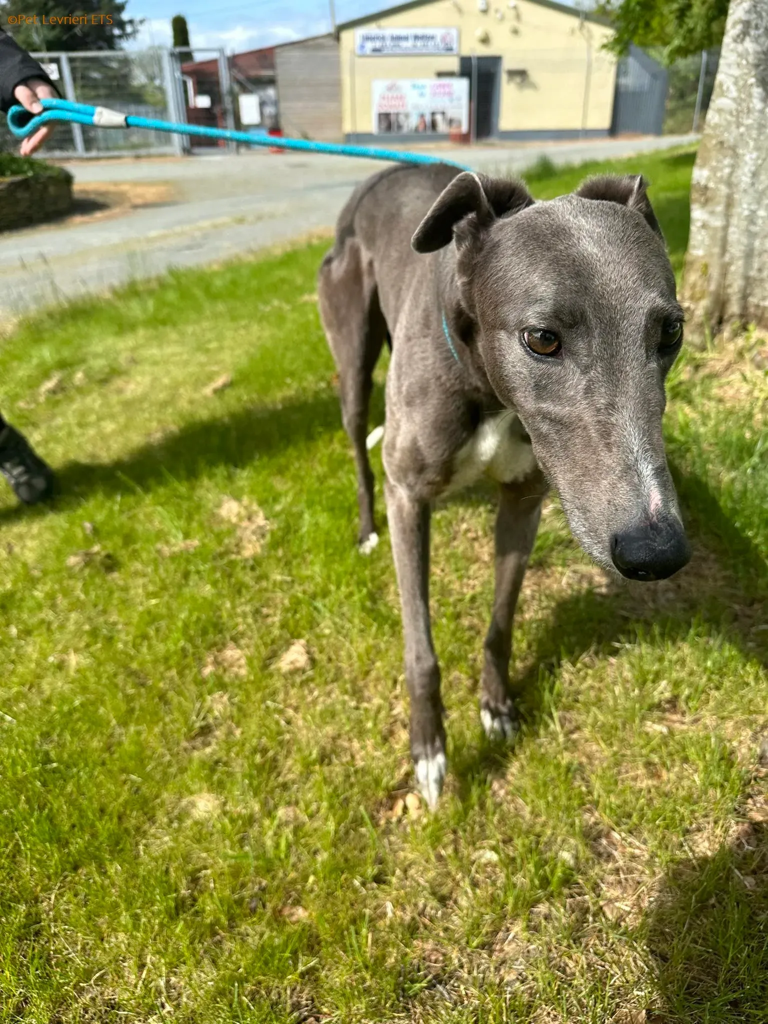 roxy adozione levrieri greyhound 8