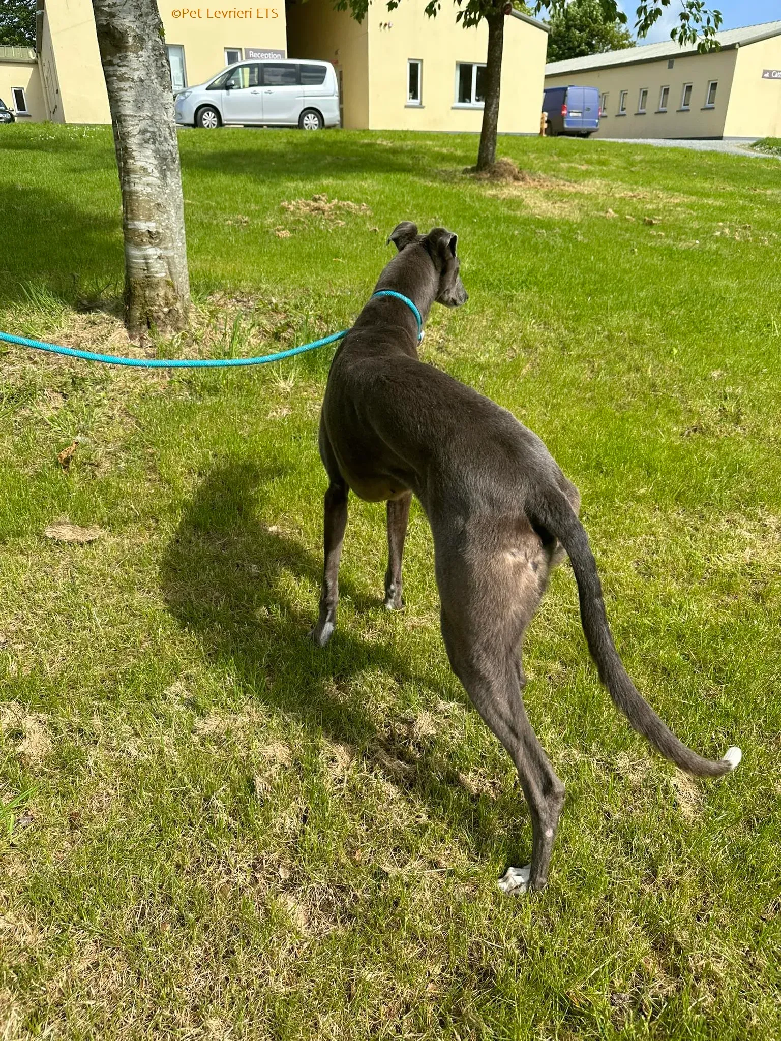 roxy adozione levrieri greyhound 2 1