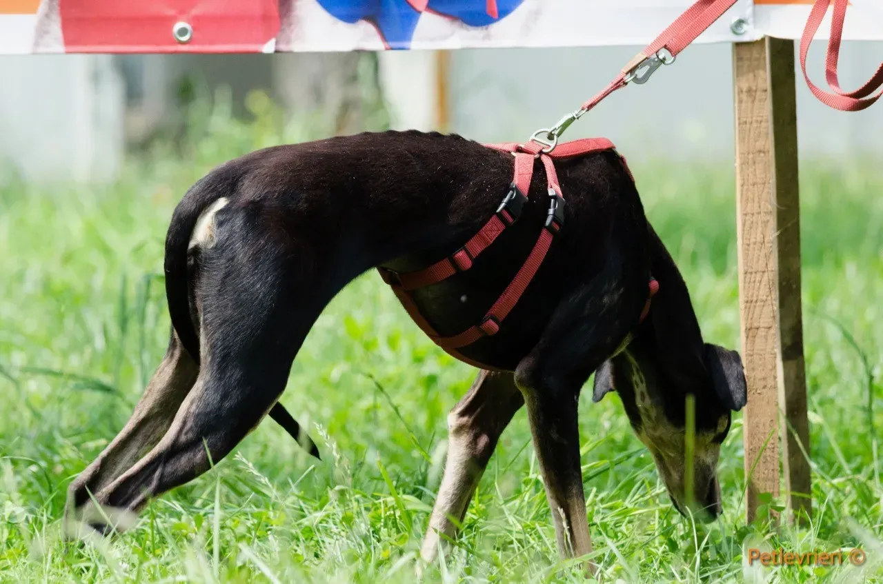 roxy adozione levrieri greyhound 2