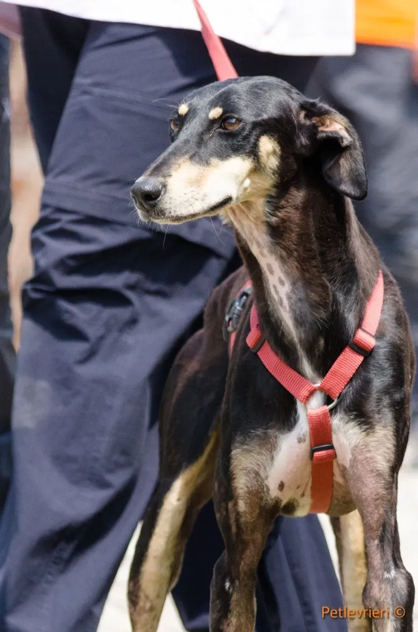 roxy adozione levrieri greyhound 3