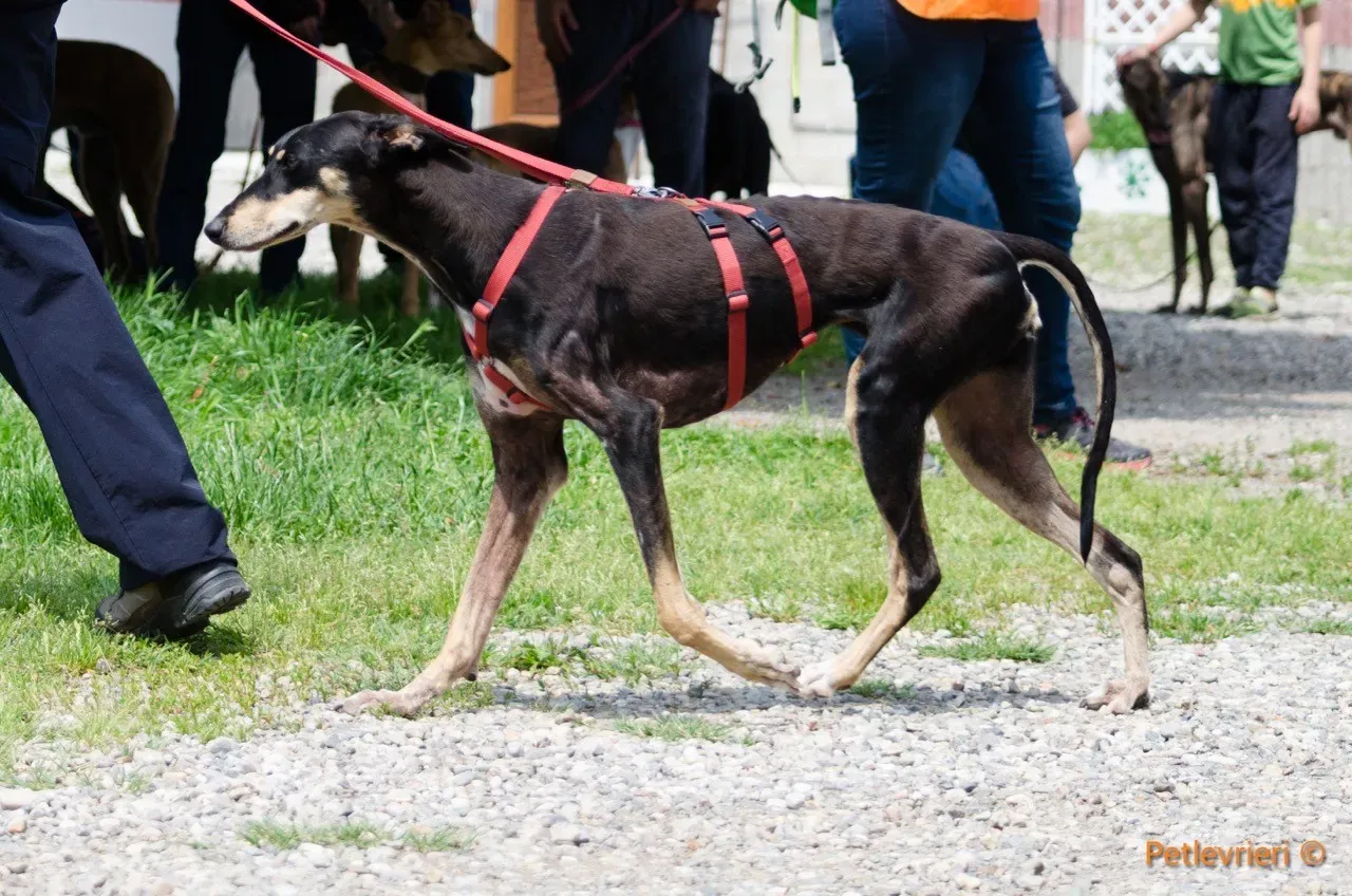 roxy adozione levrieri greyhound 4