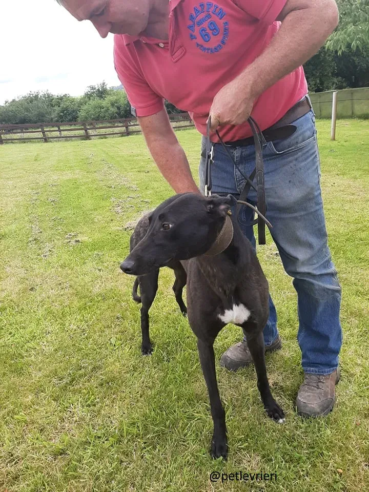 royce adozione pet levrieri 10