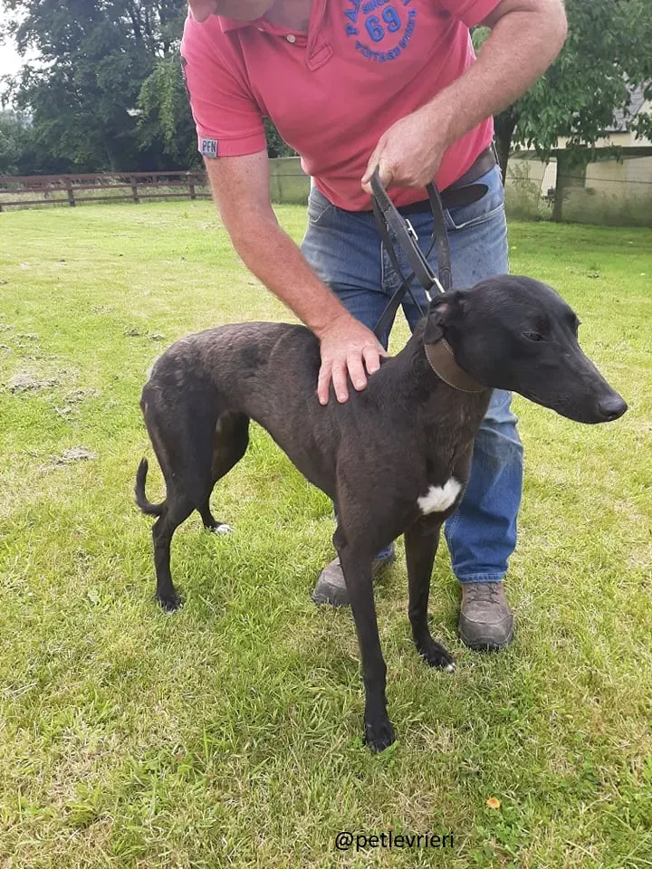 royce adozione pet levrieri 4 Copia