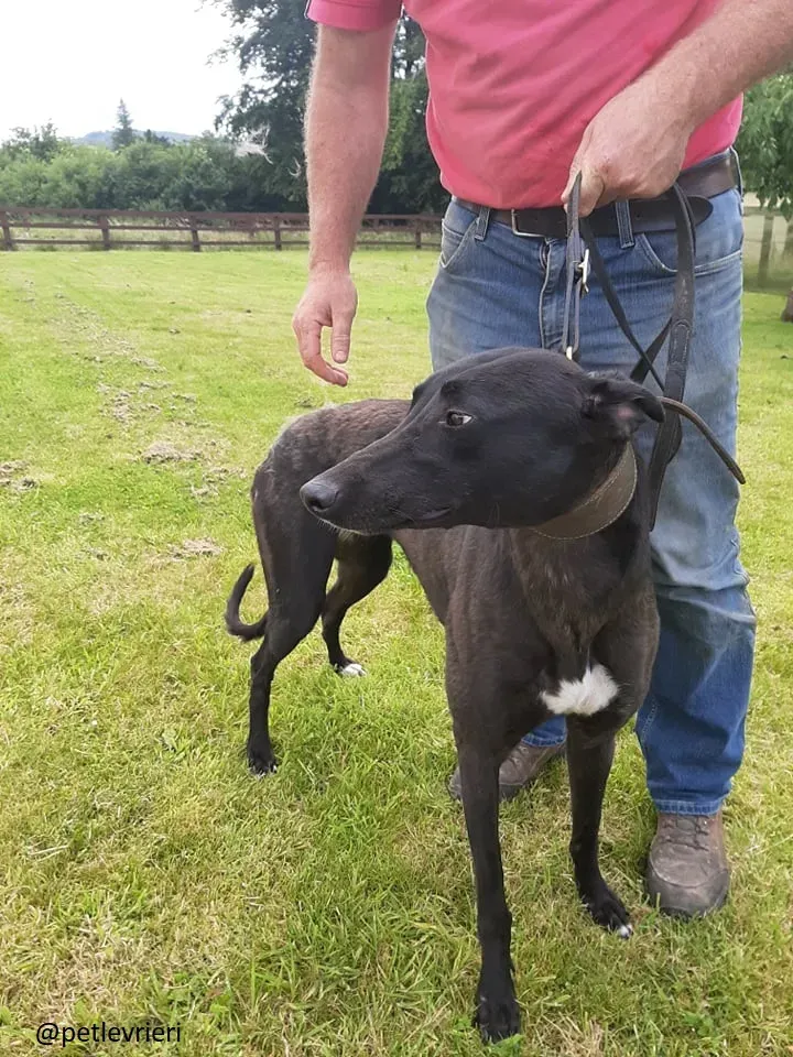 royce adozione pet levrieri 8