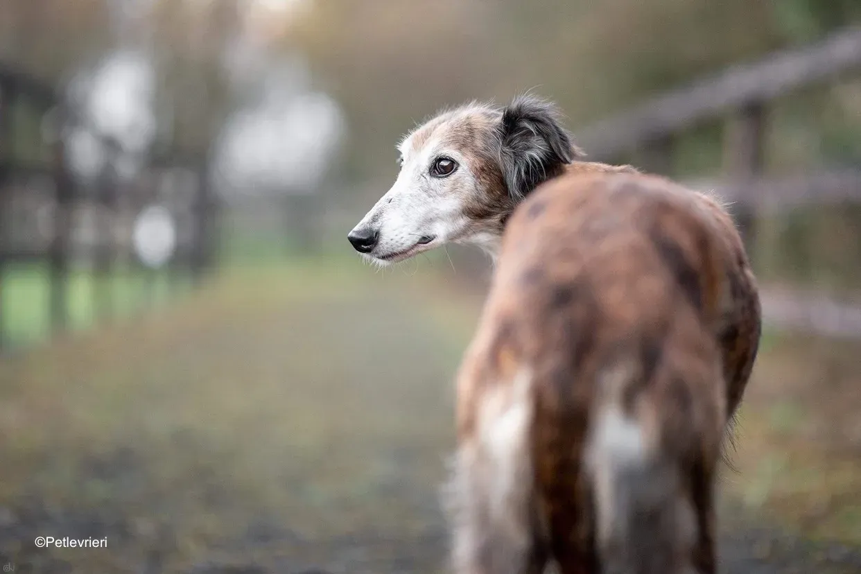 roz adozione levrieri greyhound lurcher 1