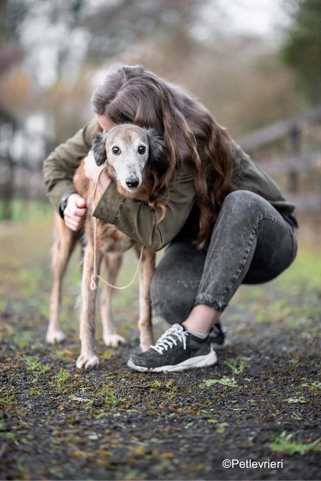 roz adozione levrieri greyhound lurcher 2
