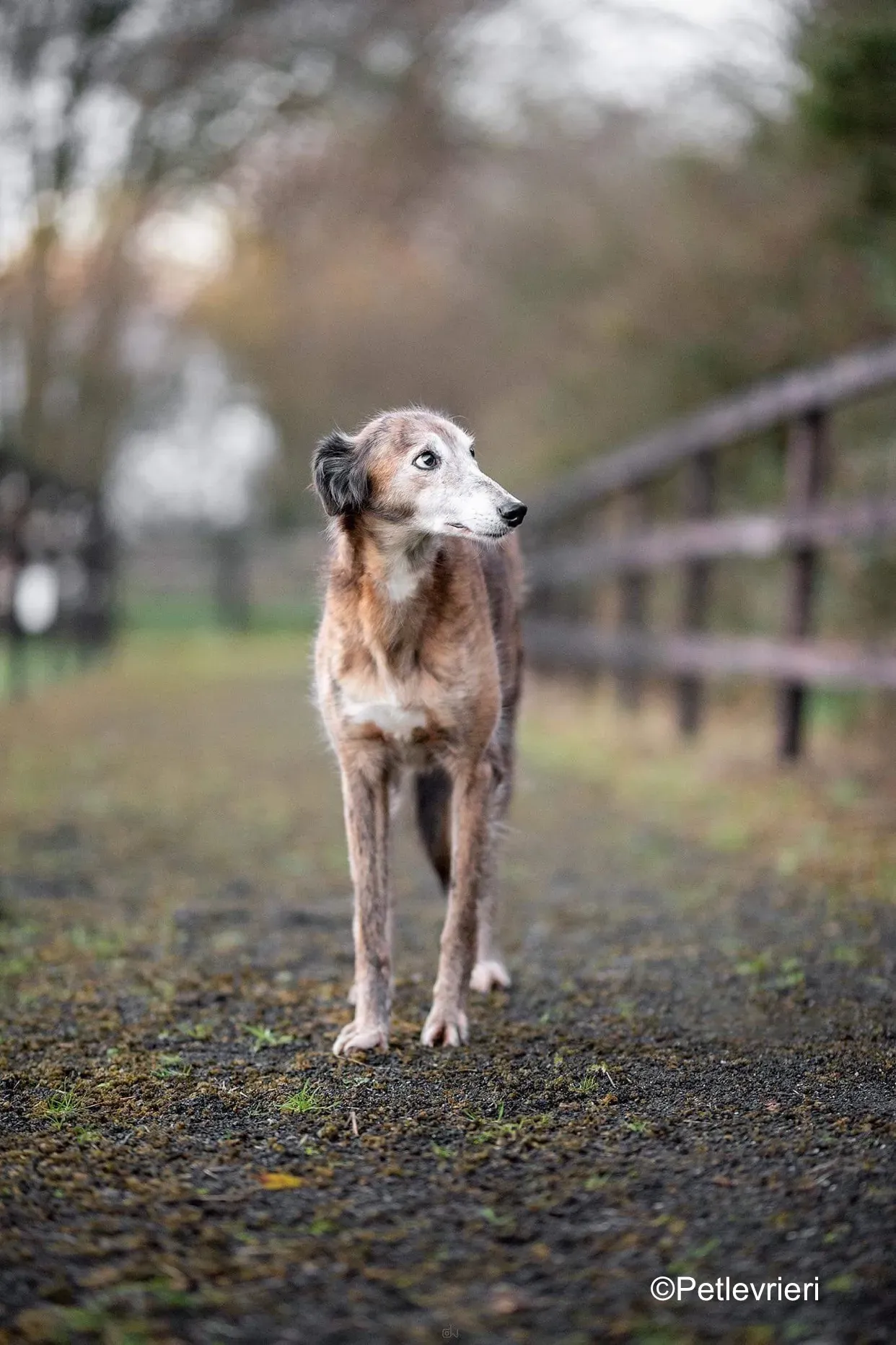 roz adozione levrieri greyhound lurcher 3