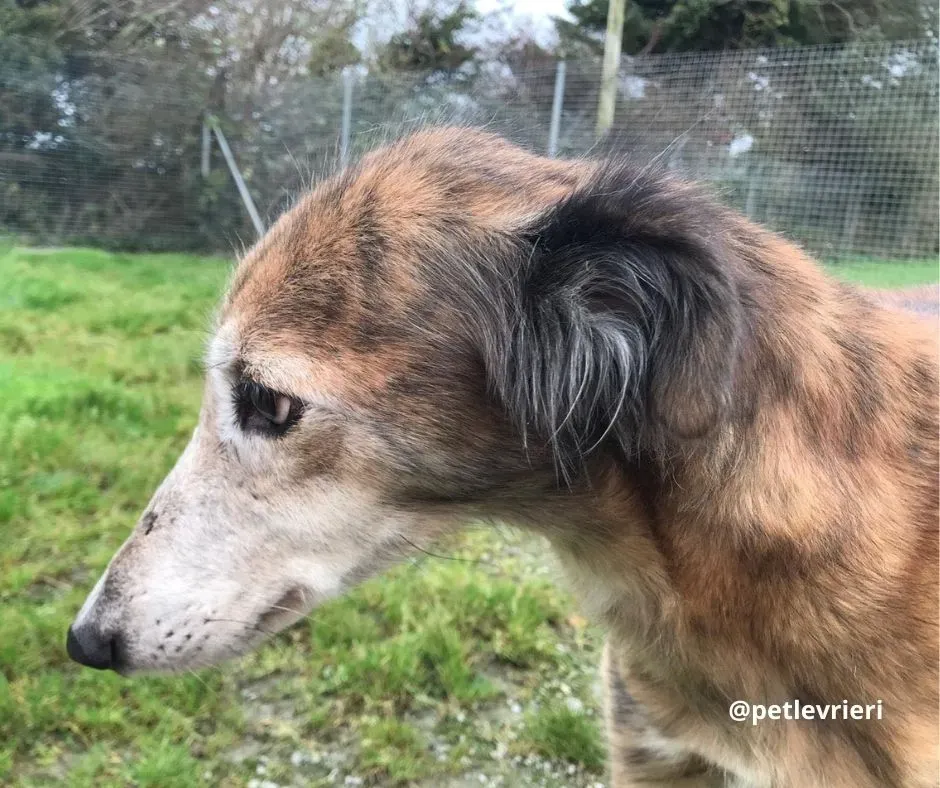 roz adozione lurcher pet levrieri 1