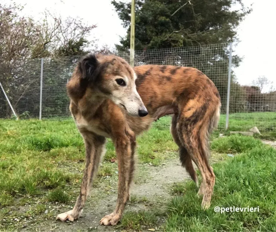roz adozione lurcher pet levrieri 10