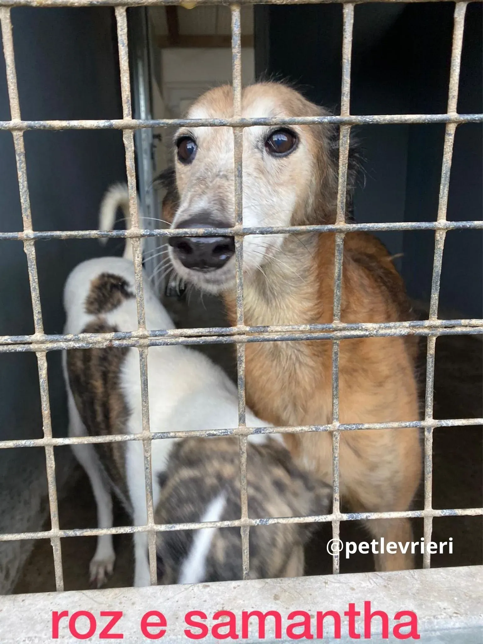 roz adozione lurcher pet levrieri 11