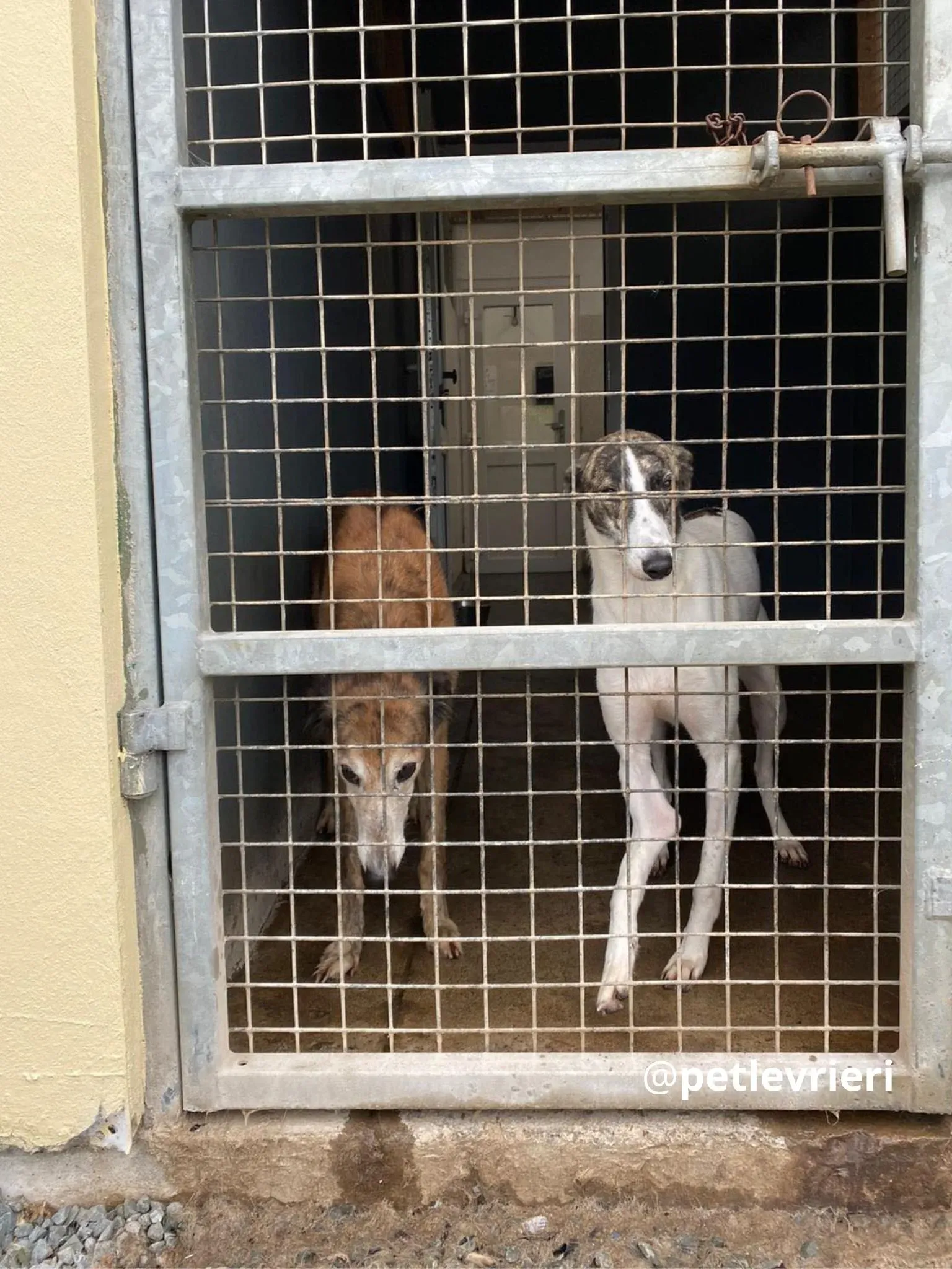 roz adozione lurcher pet levrieri 2