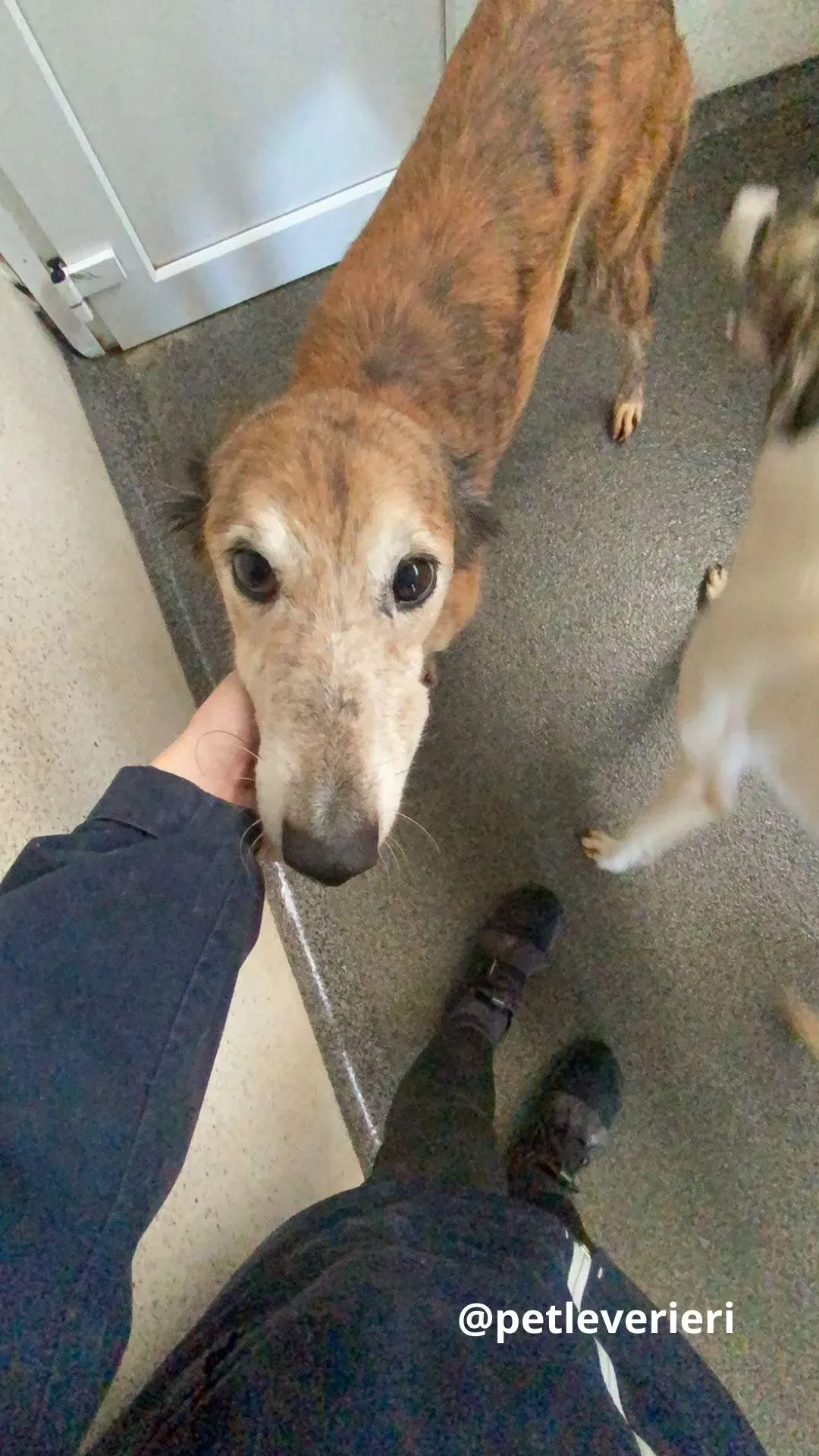 roz adozione lurcher pet levrieri 3