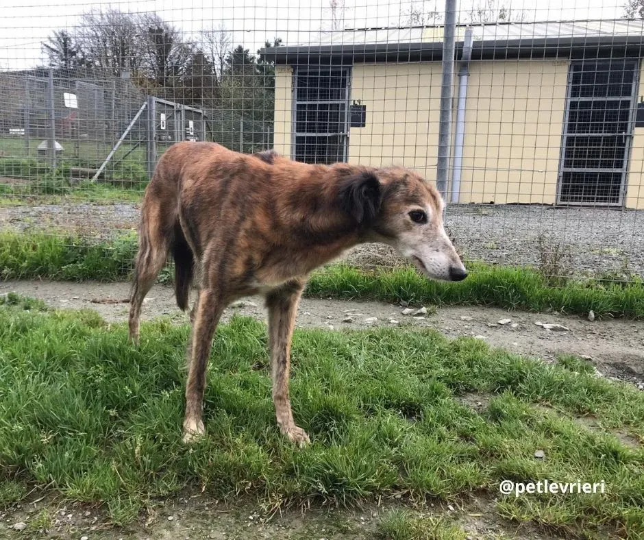 roz adozione lurcher pet levrieri 4