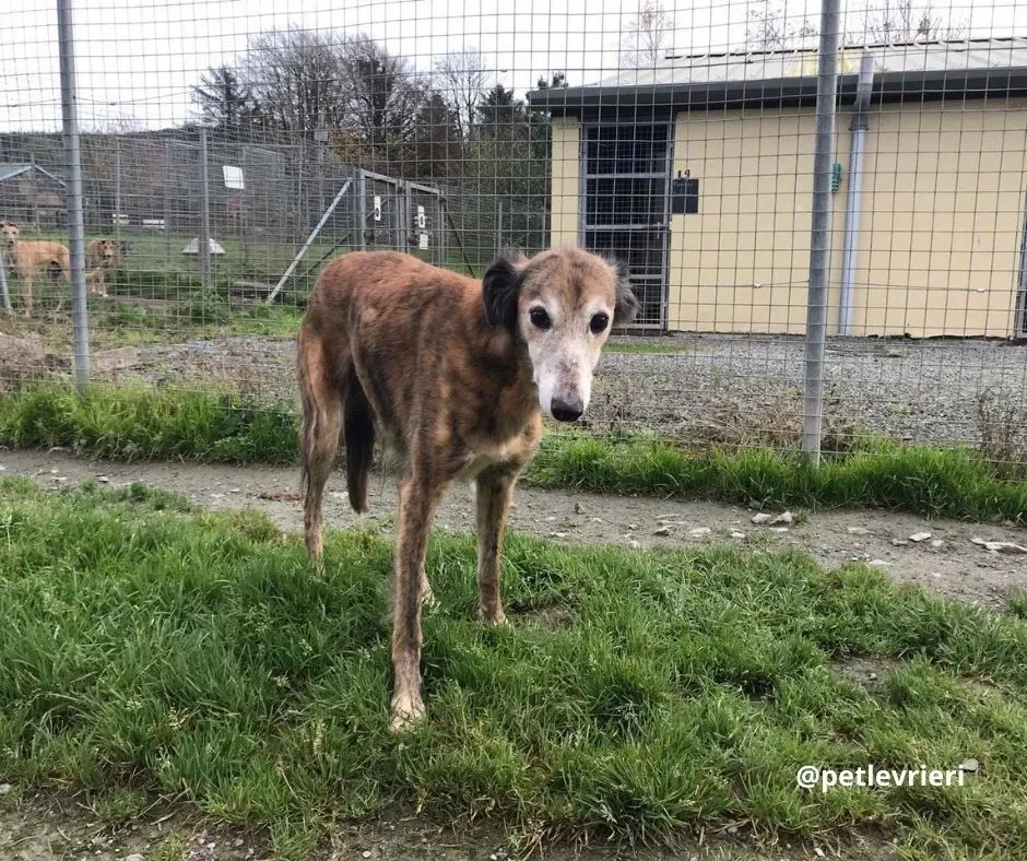 roz adozione lurcher pet levrieri 5