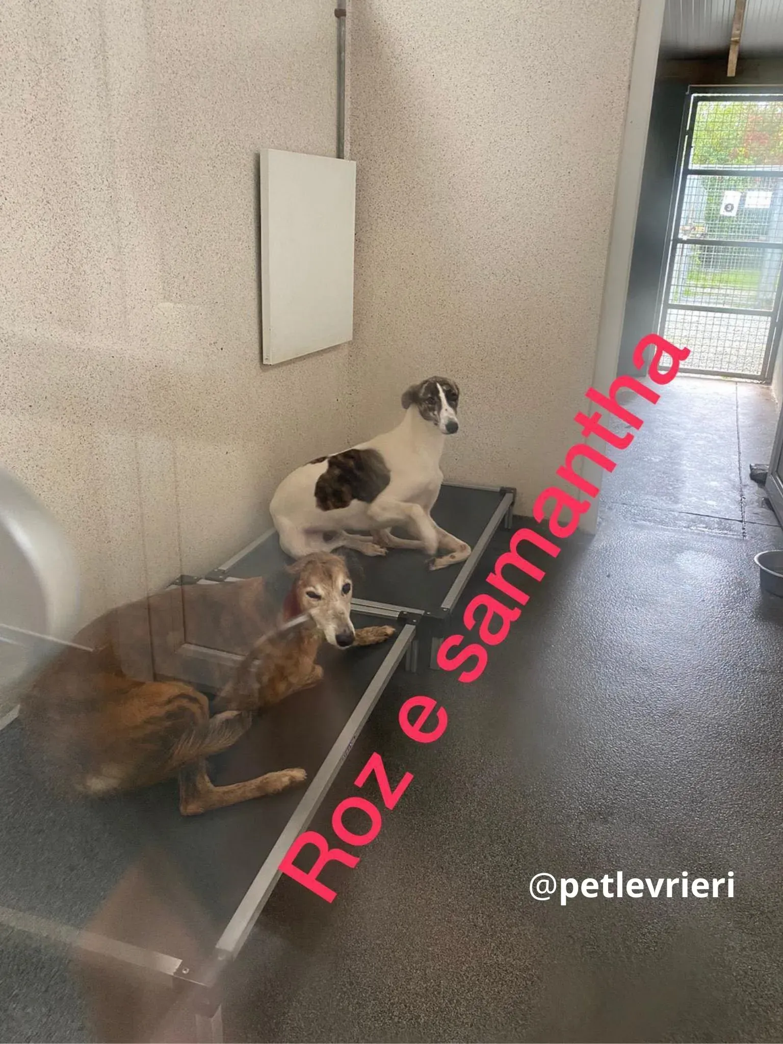 roz adozione lurcher pet levrieri 6