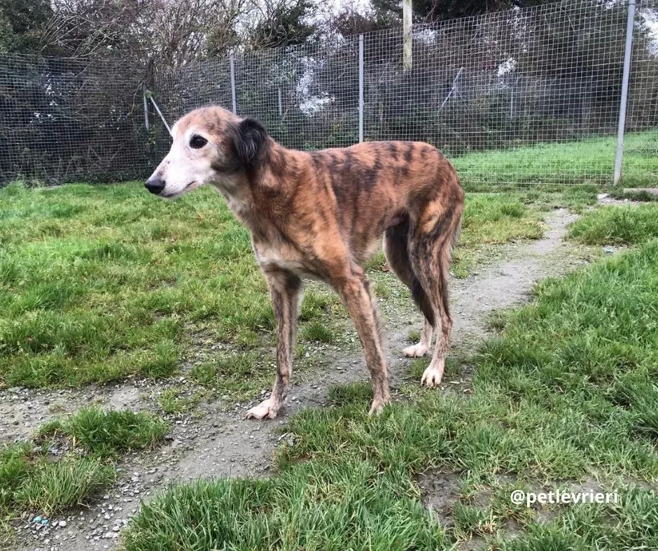 roz adozione lurcher pet levrieri 7