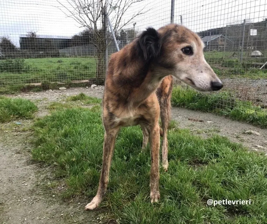 roz adozione lurcher pet levrieri 8