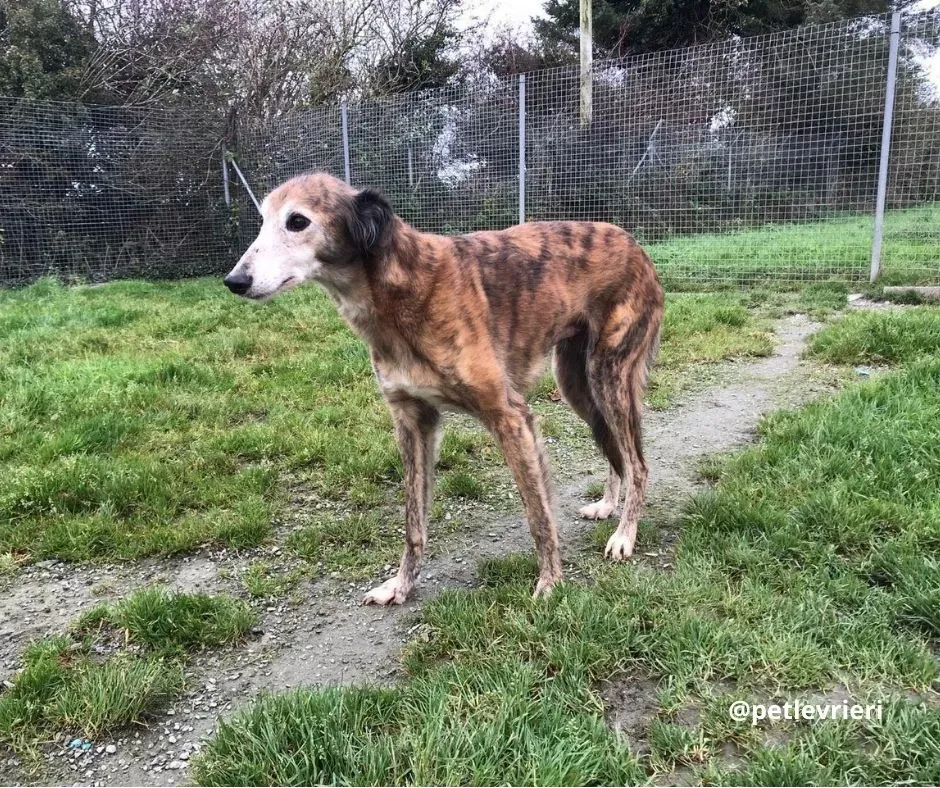 roz adozione lurcher pet levrieri 9