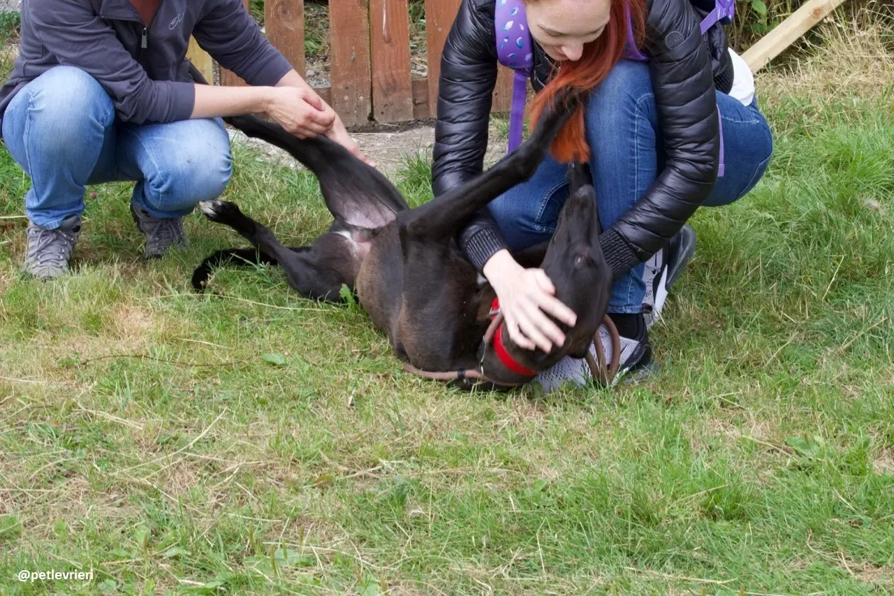 rubble adozione greyhound 1