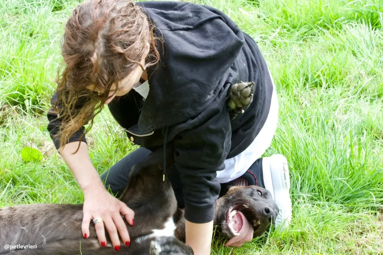 rubble adozione greyhound 11