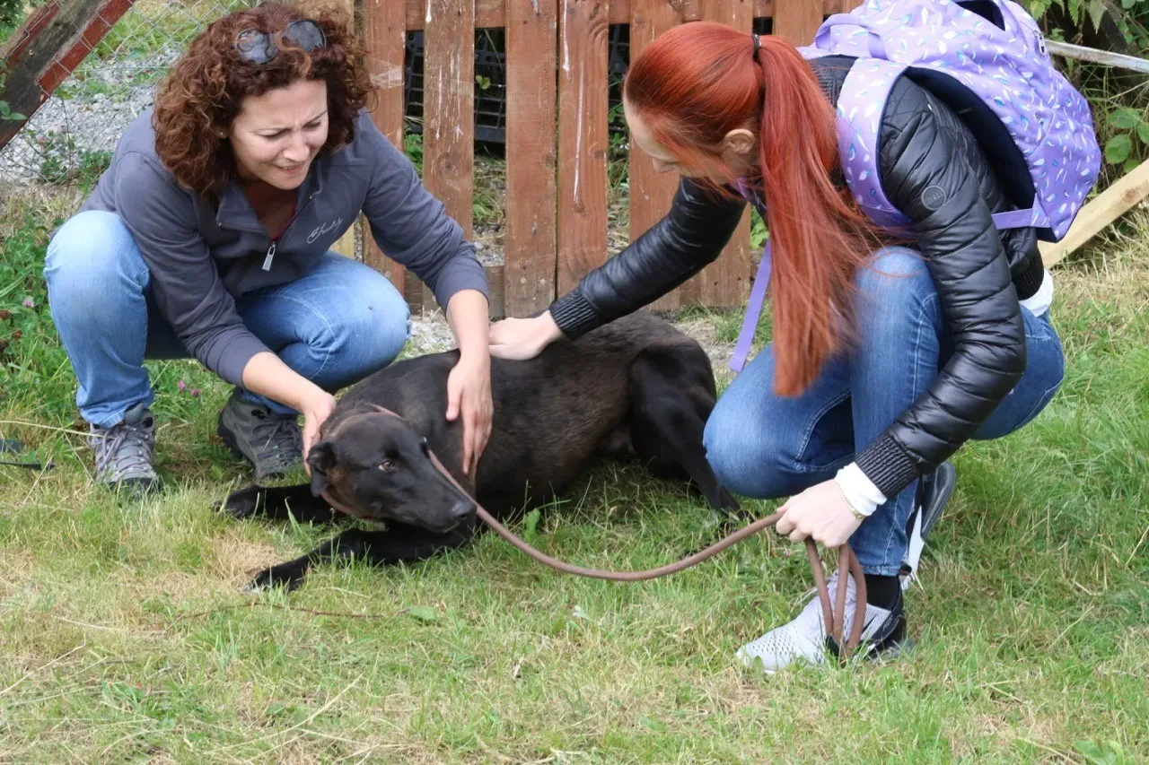 rubble adozione greyhound 12