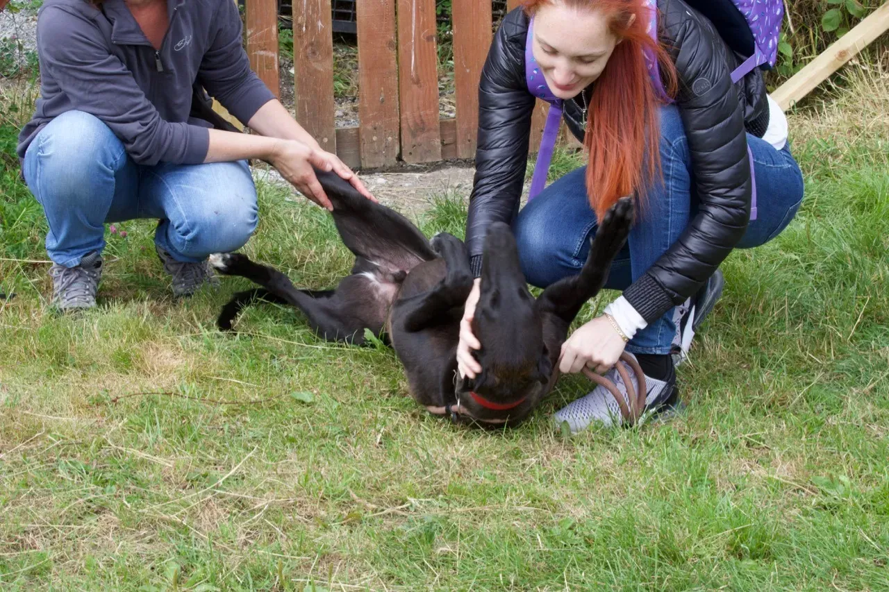 rubble adozione greyhound 13