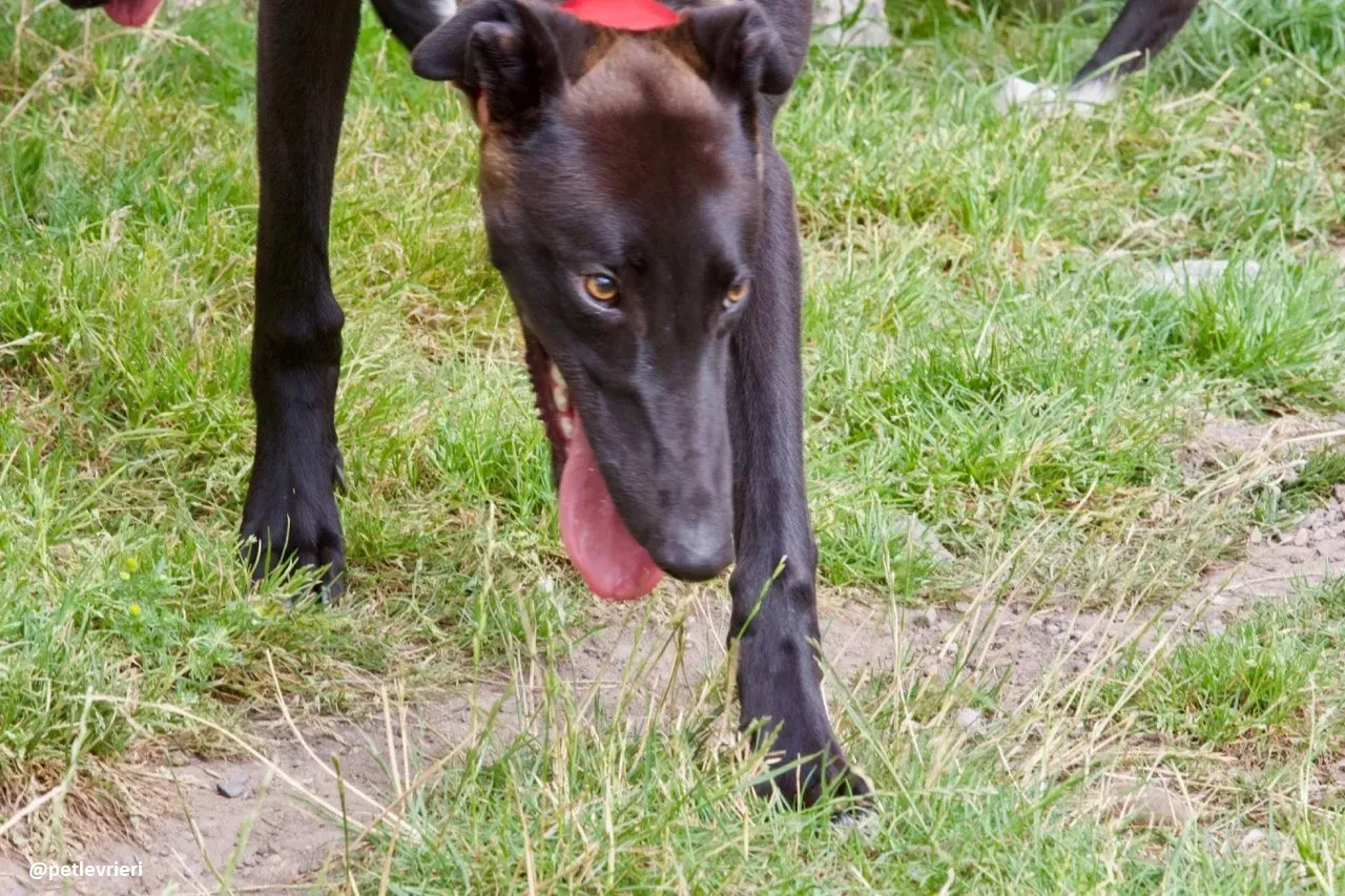 rubble adozione greyhound 2