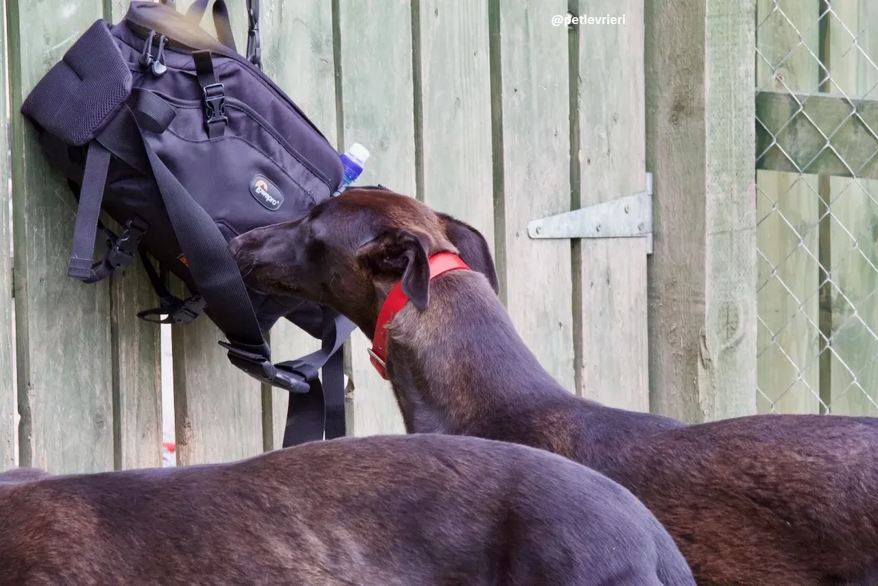 rubble adozione greyhound 3