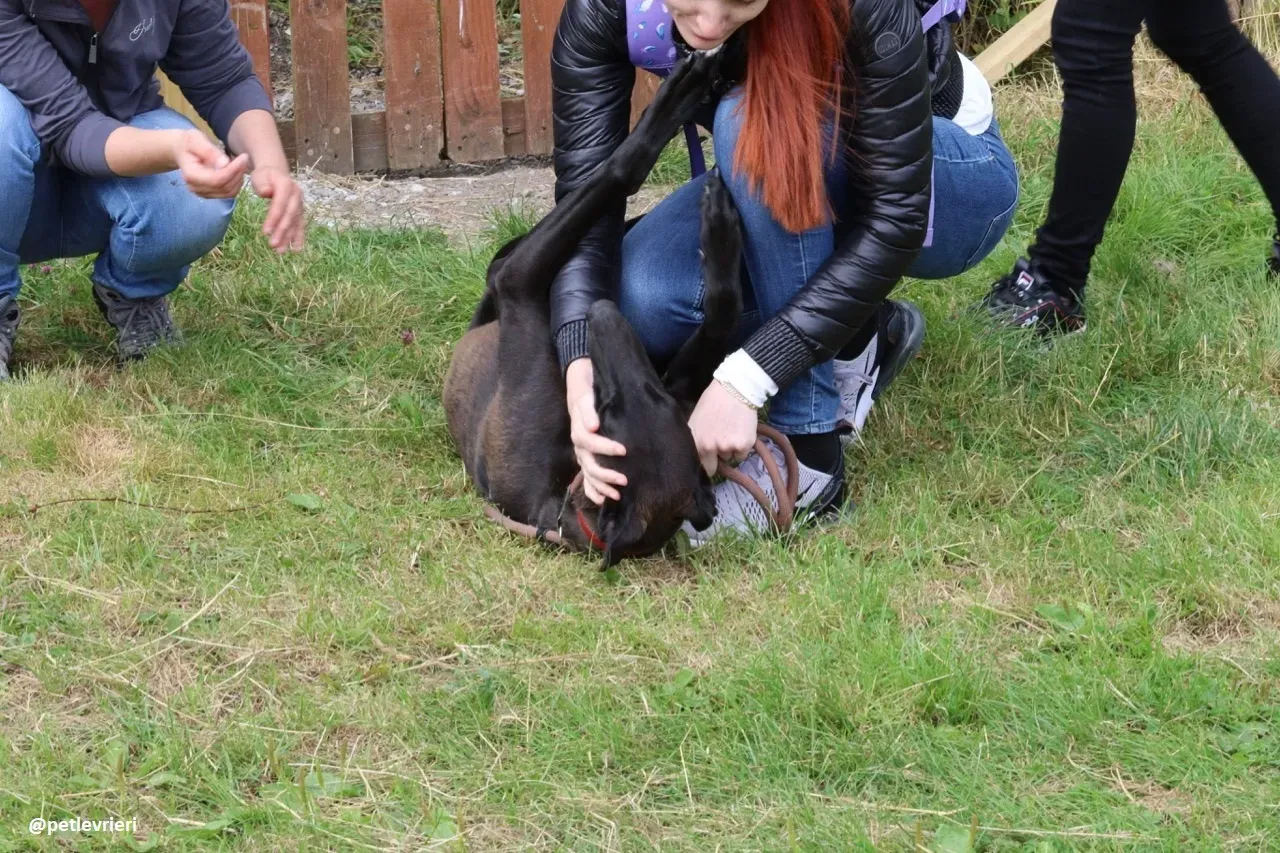 rubble adozione greyhound 4