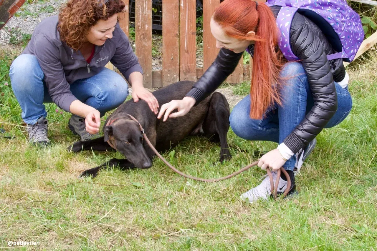 rubble adozione greyhound 5