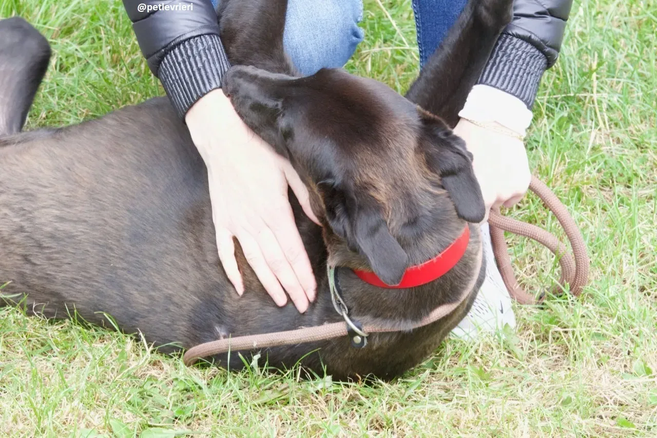 rubble adozione greyhound 6