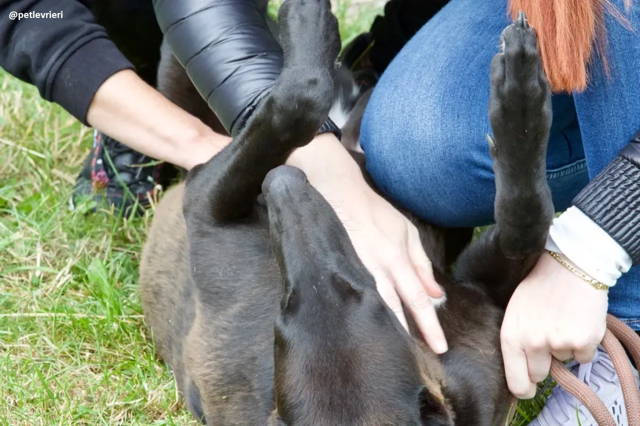 rubble adozione greyhound 7