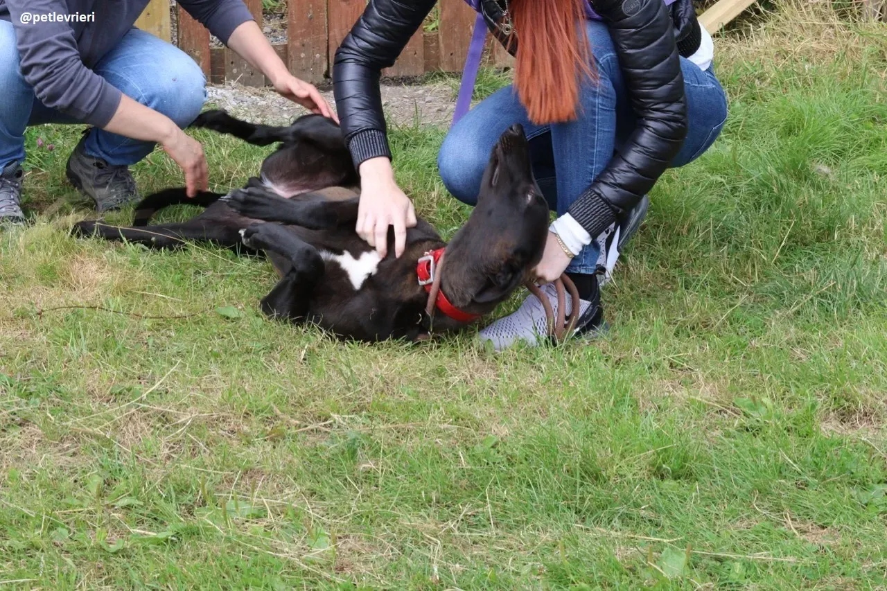 rubble adozione greyhound 9