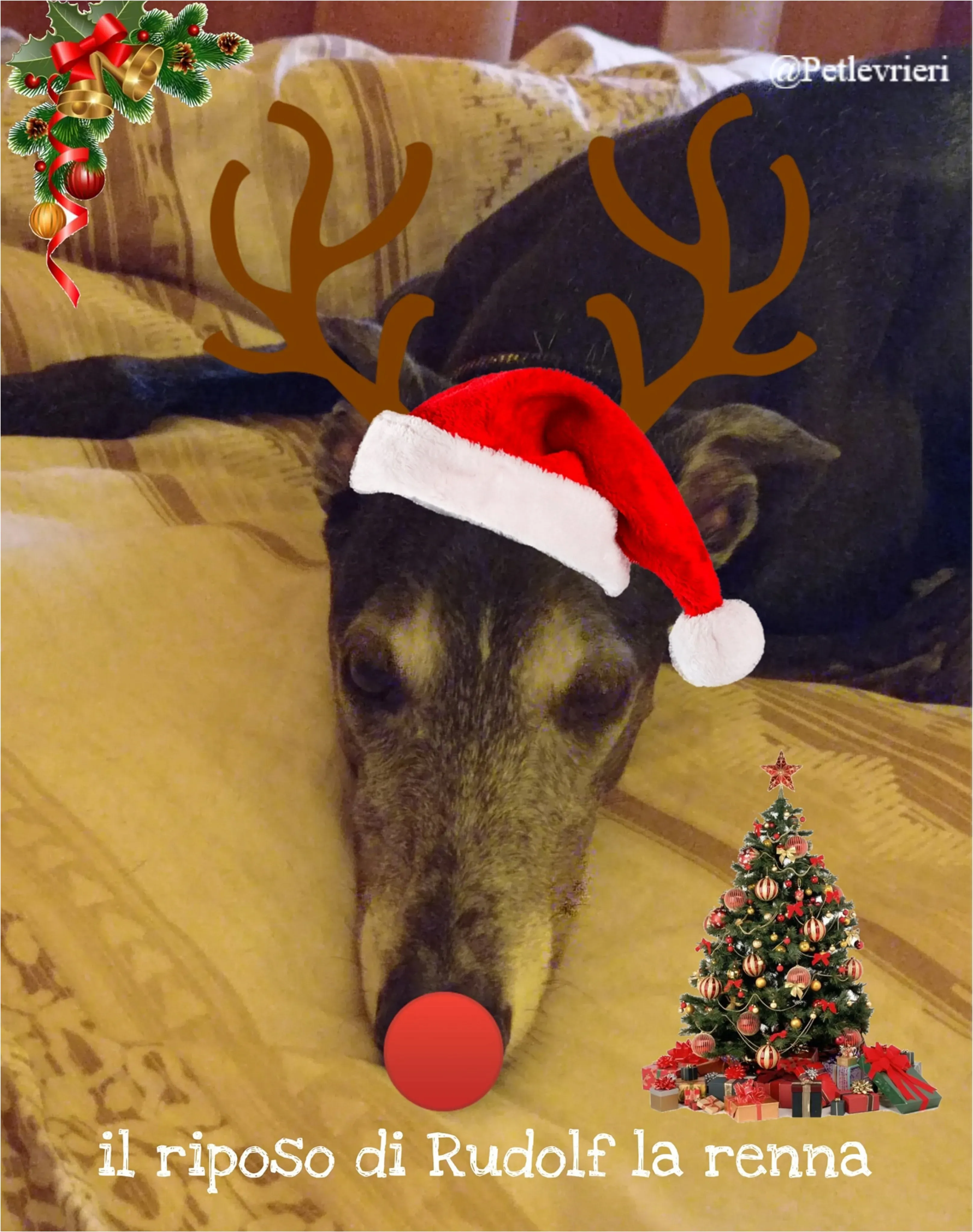rudolf pet levrieri natale 2021