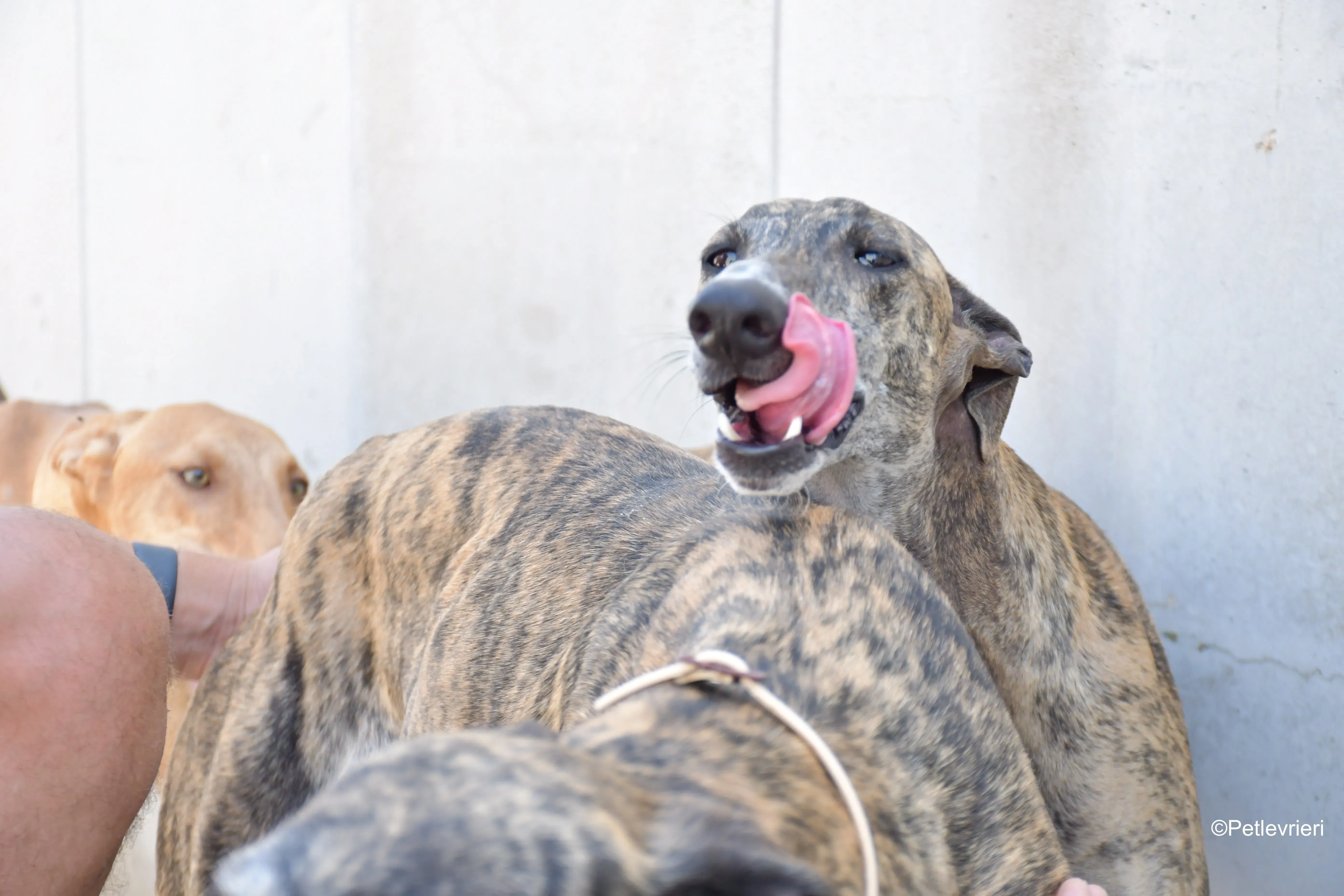 rumba adozione levrieri galgo 1