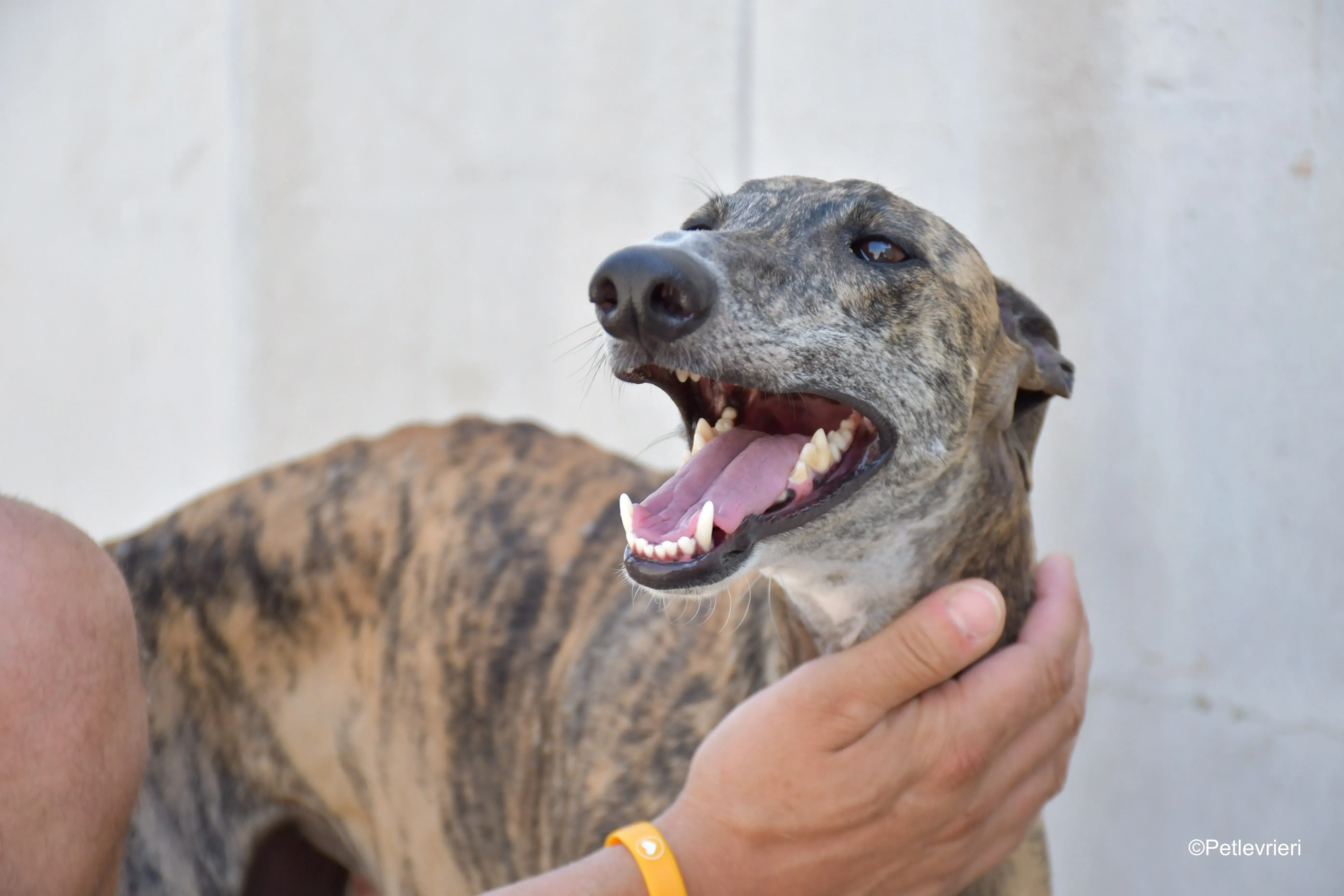 rumba adozione levrieri galgo 2