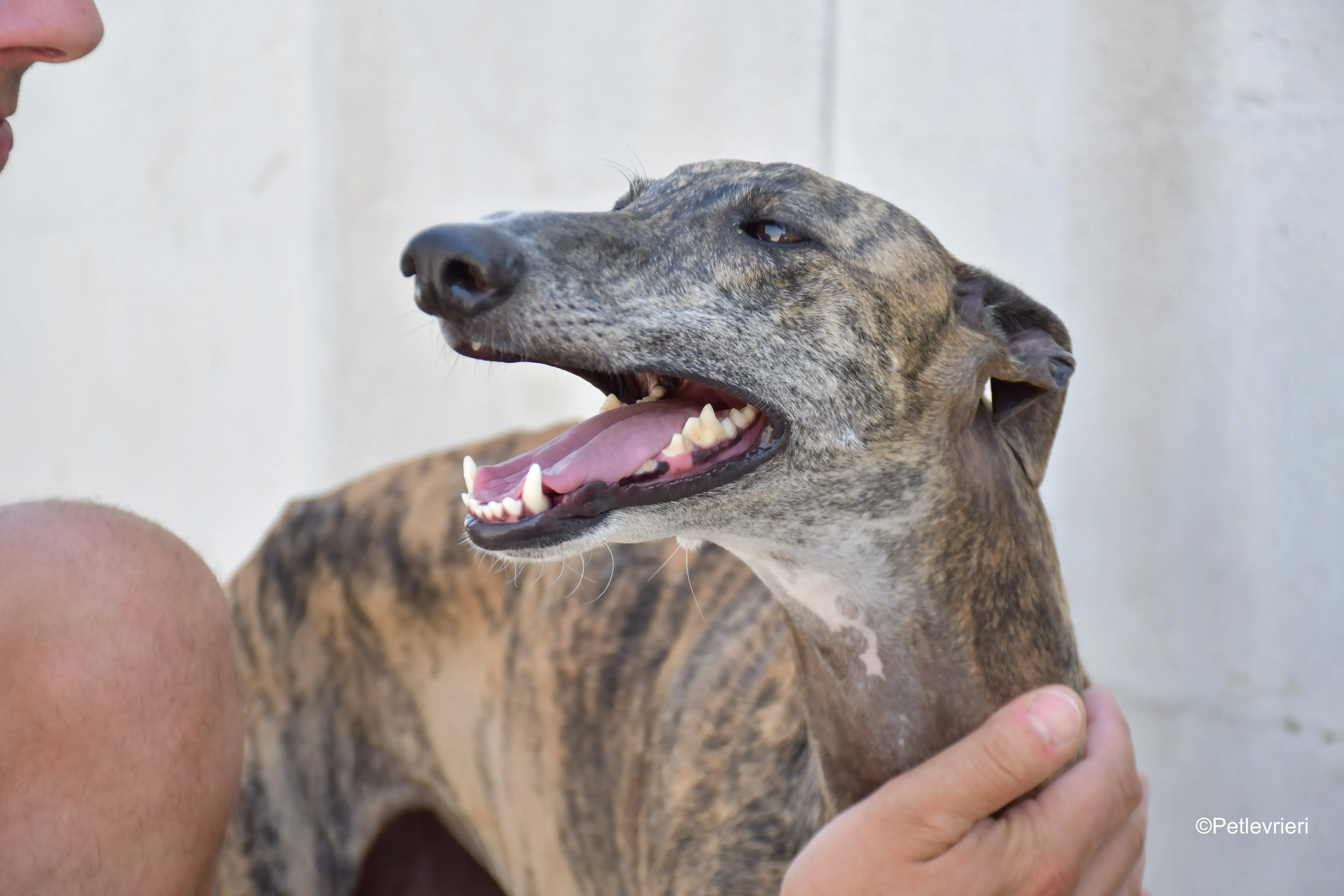 rumba adozione levrieri galgo 3