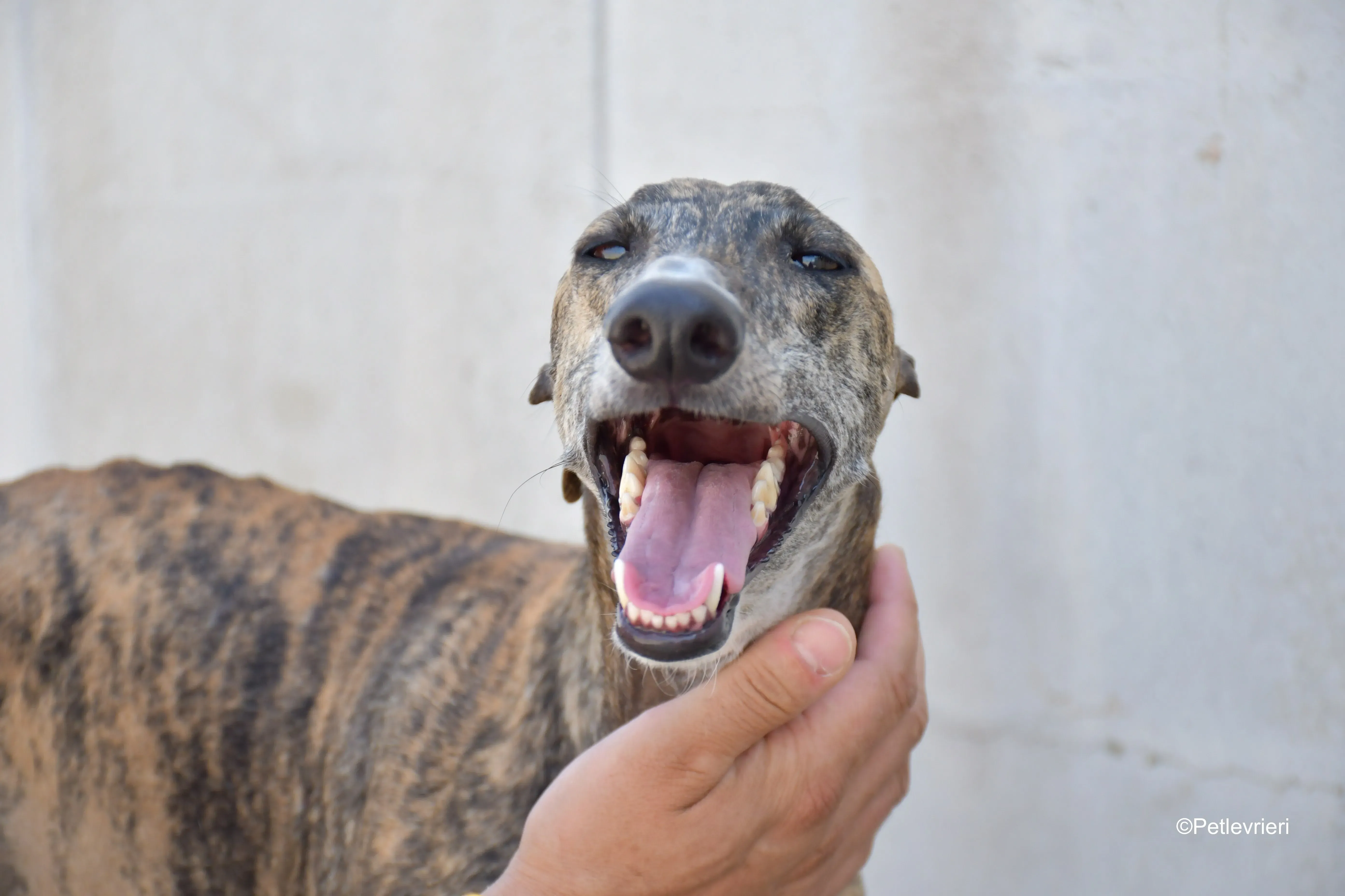 rumba adozione levrieri galgo 4