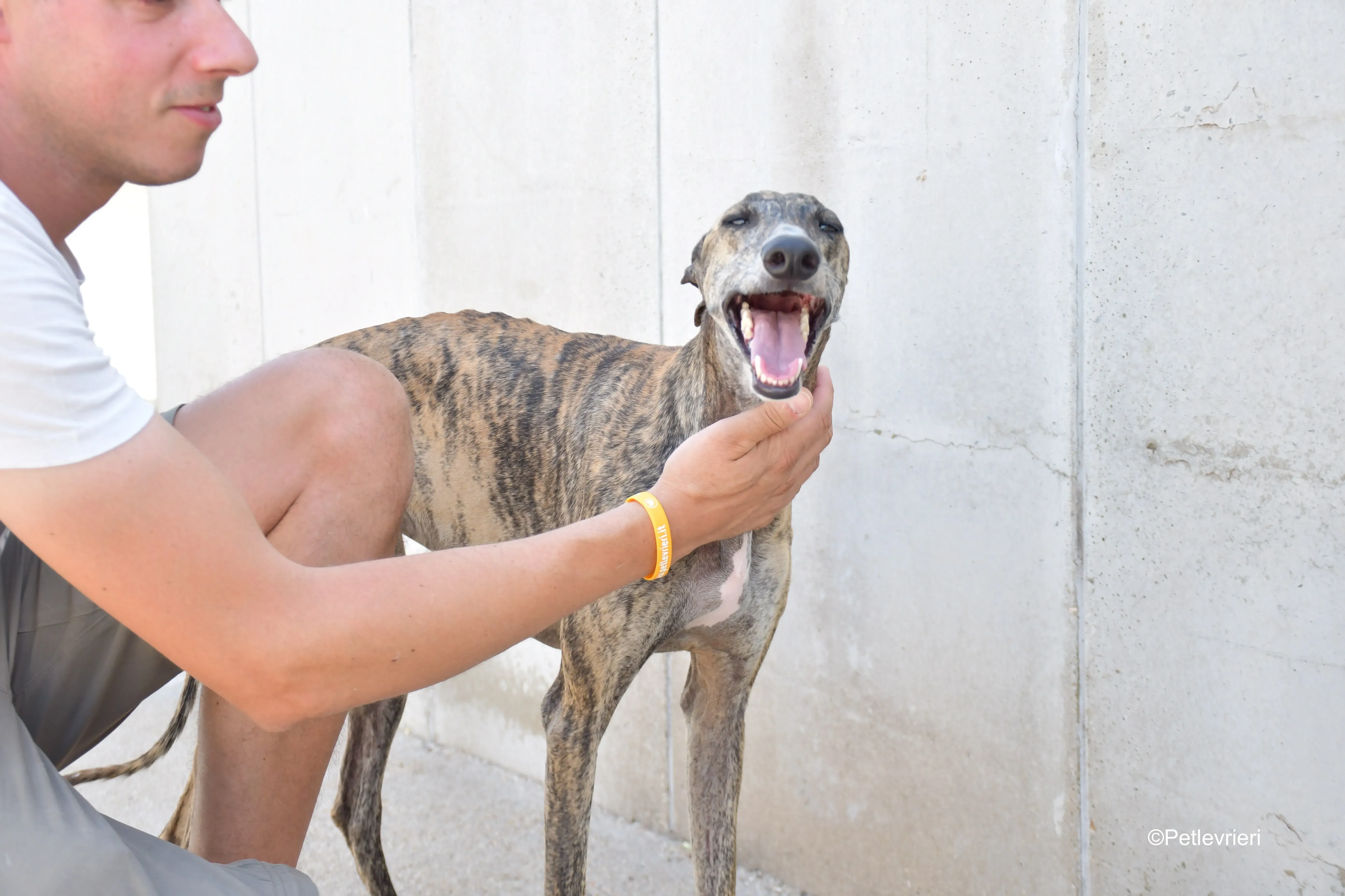 rumba adozione levrieri galgo 5