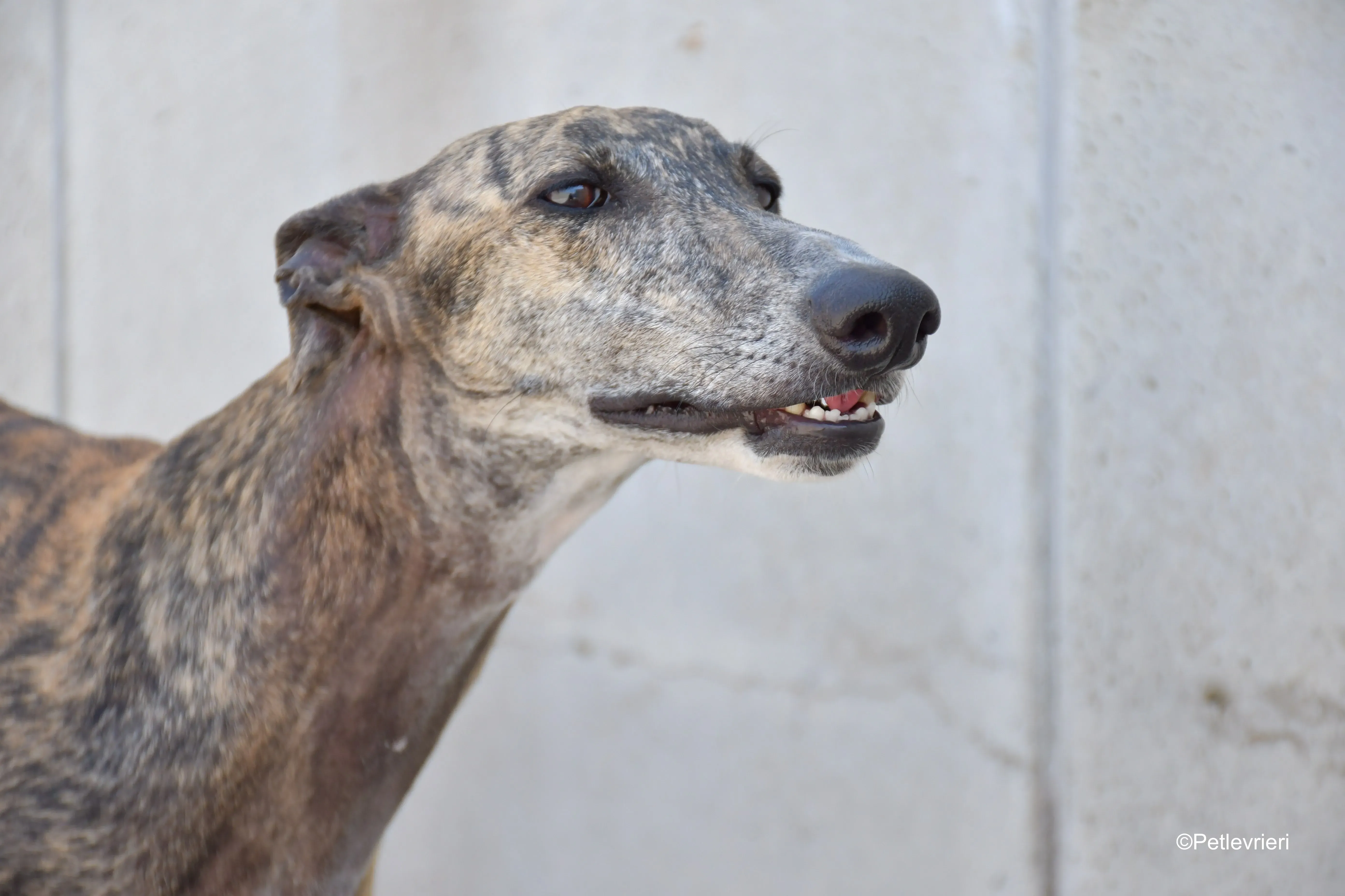 rumba adozione levrieri galgo 6