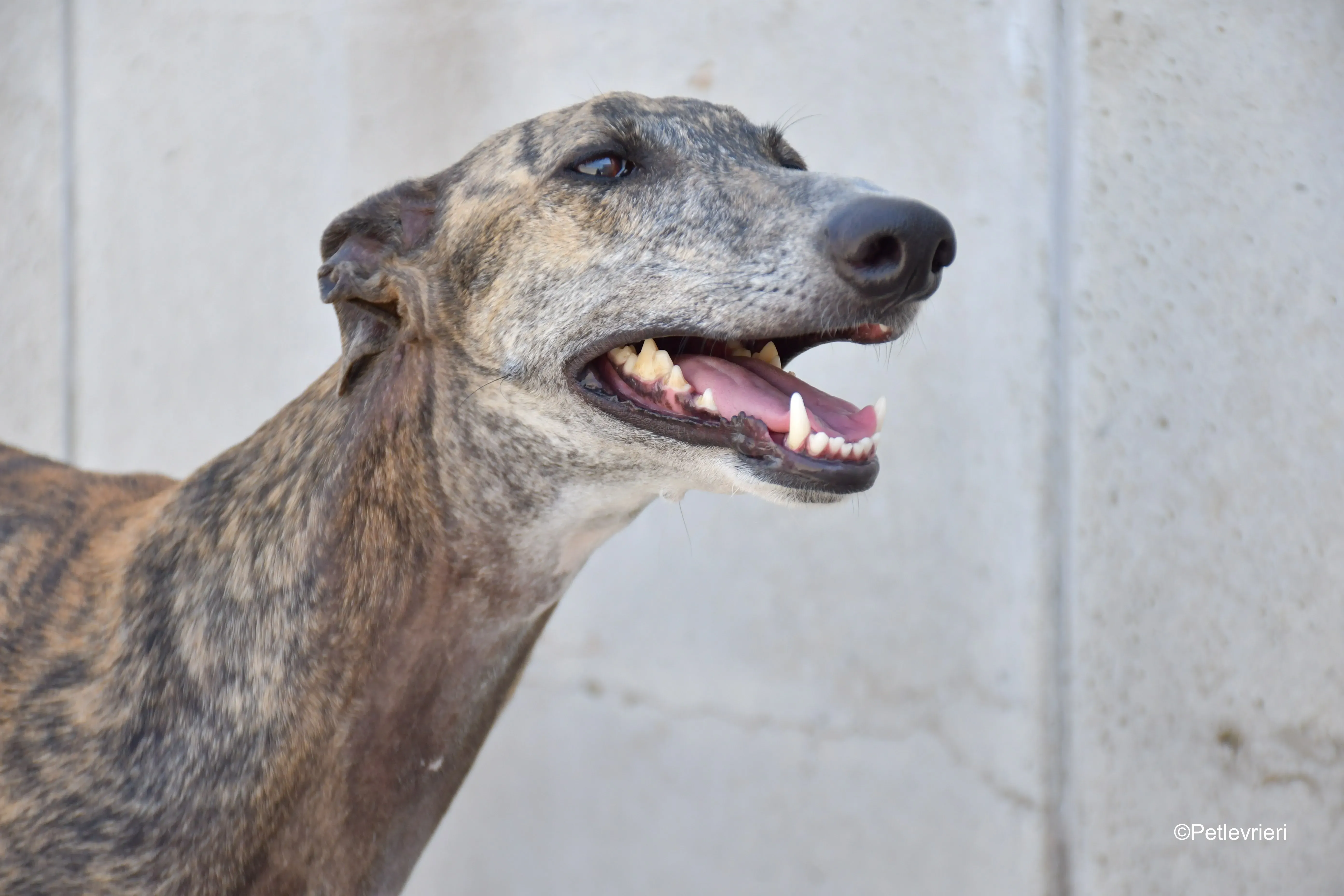 rumba adozione levrieri galgo 7