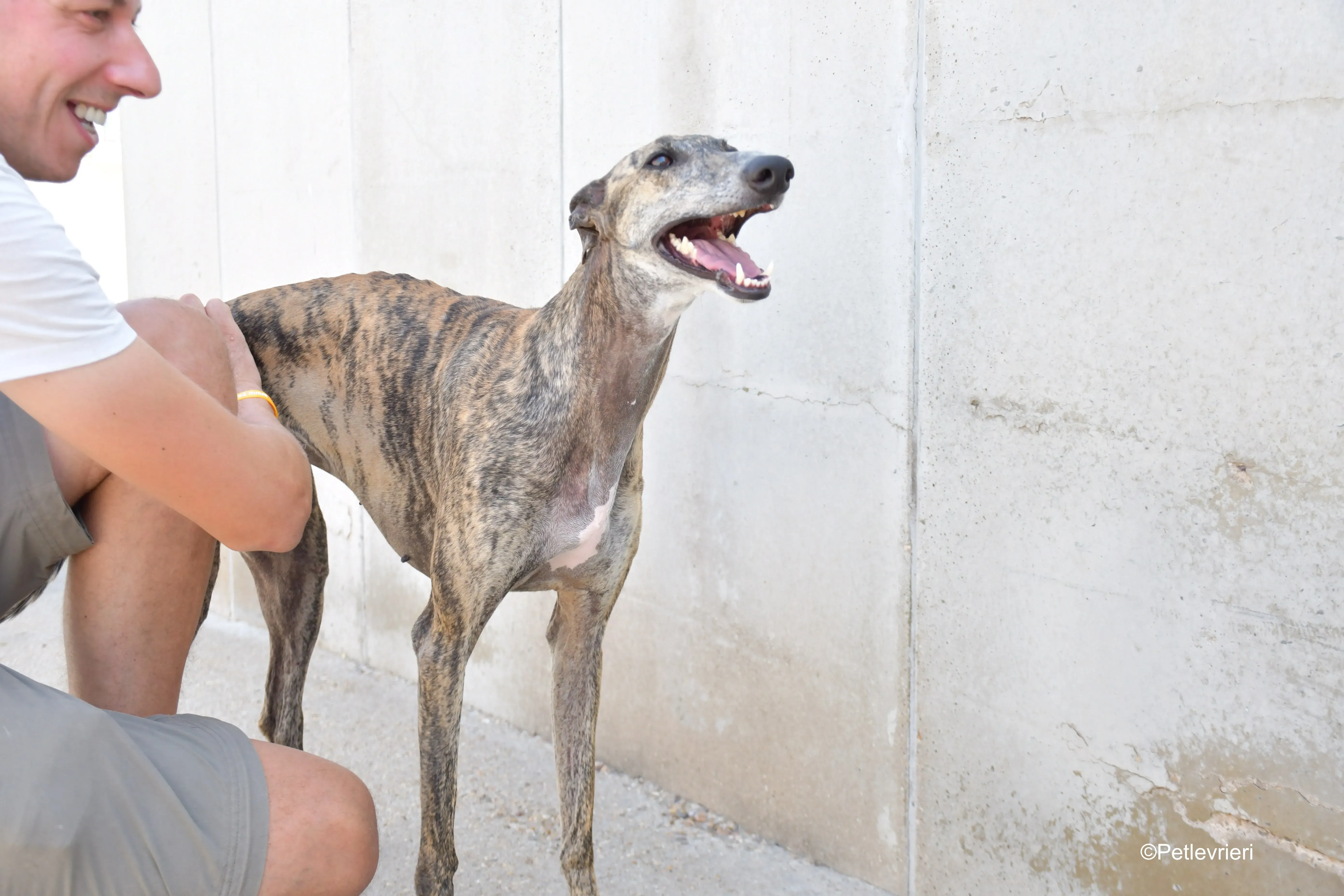 rumba adozione levrieri galgo 8