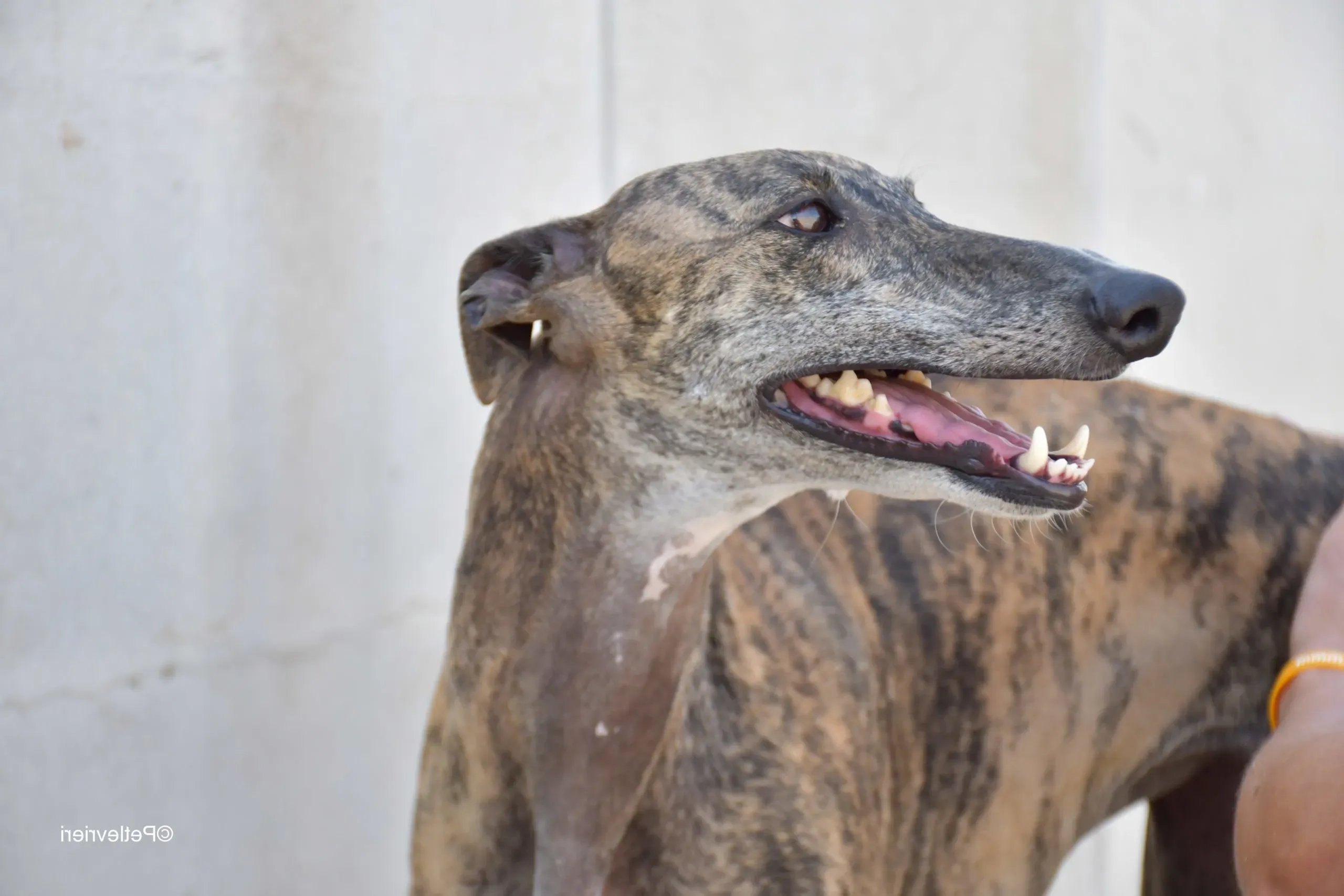 rumba adozione levrieri galgo 9 scaled e1665431633450