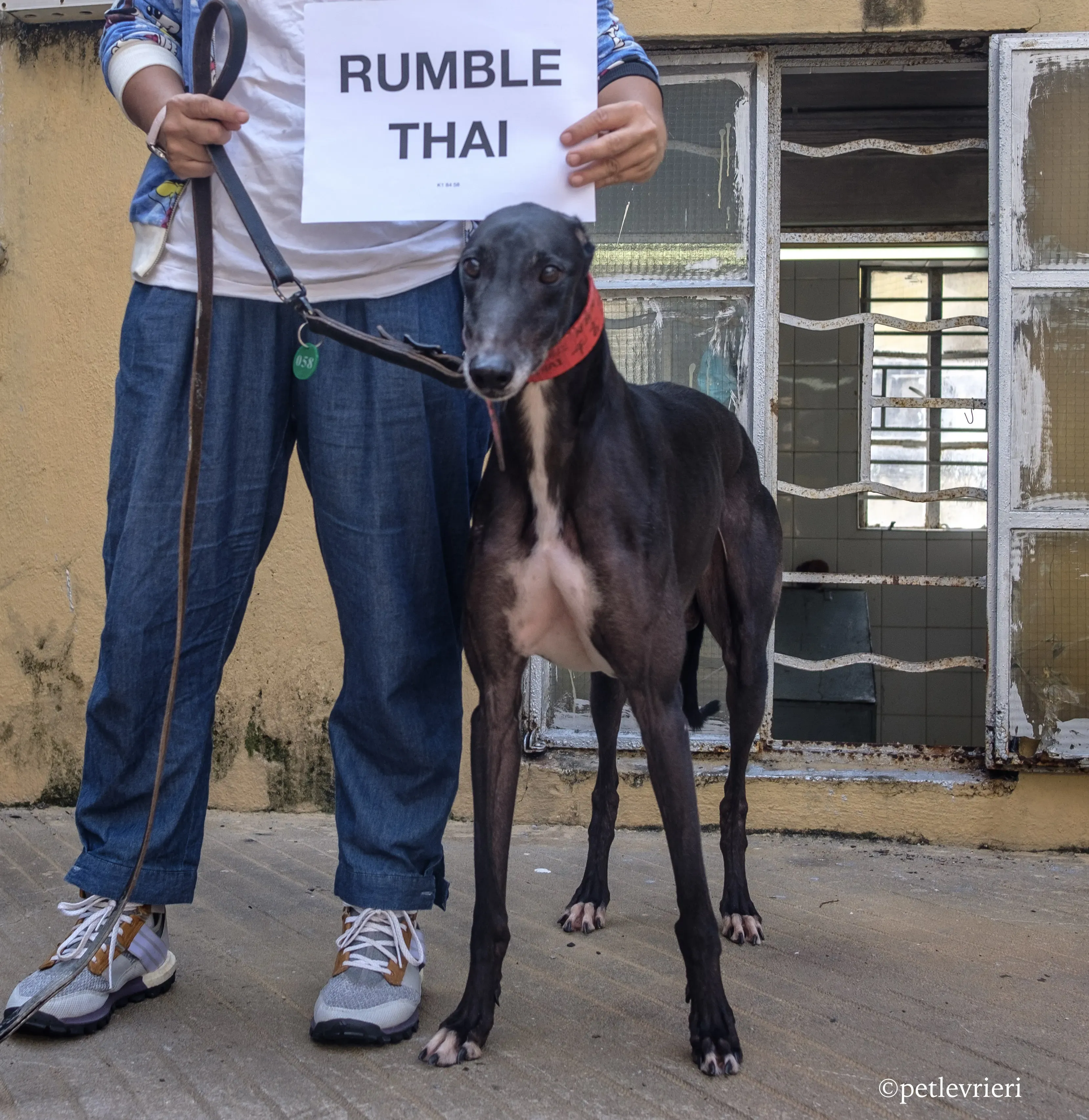 rumble thai adozione greyhound macao 1