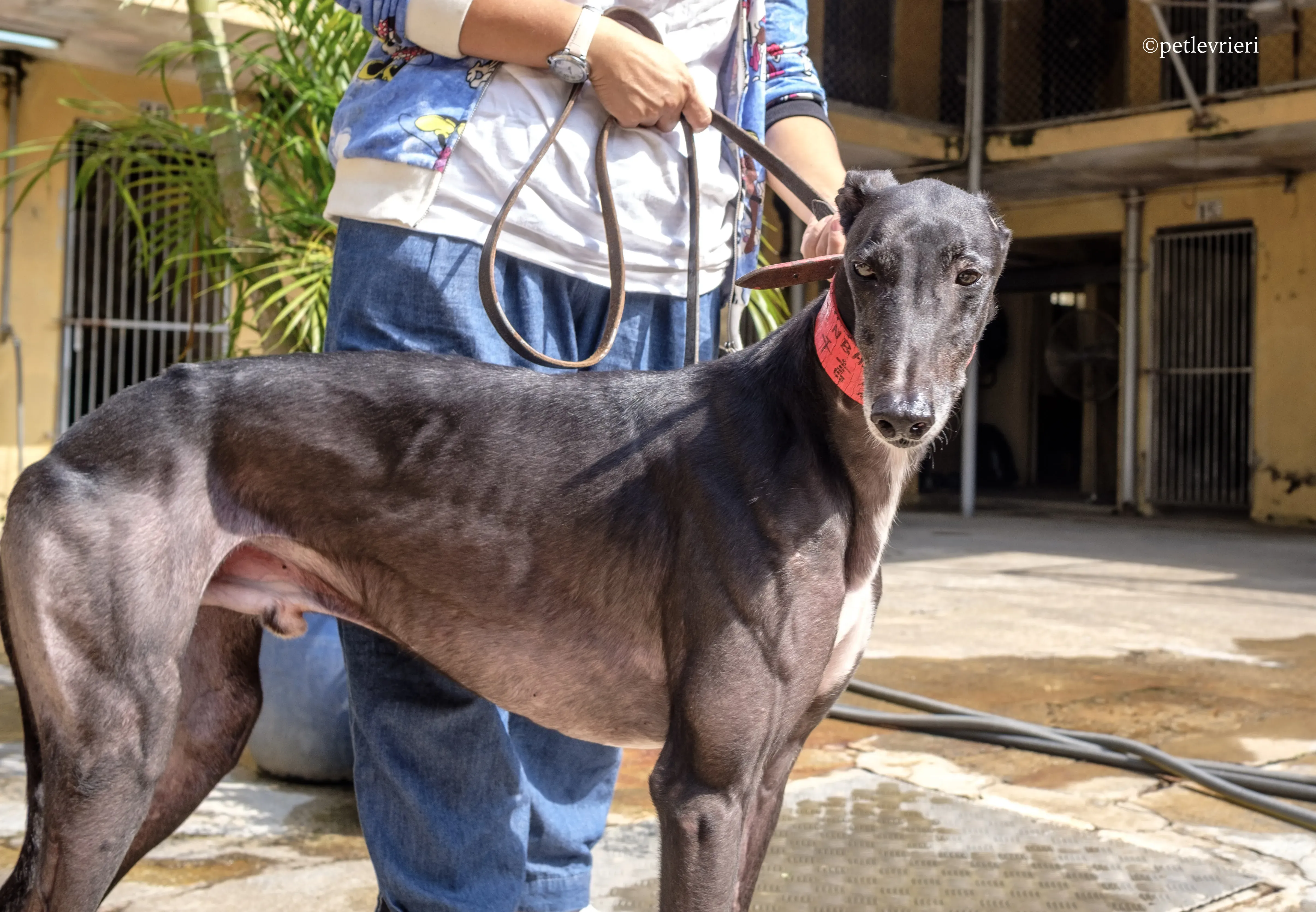 rumble thai adozione greyhound macao 10