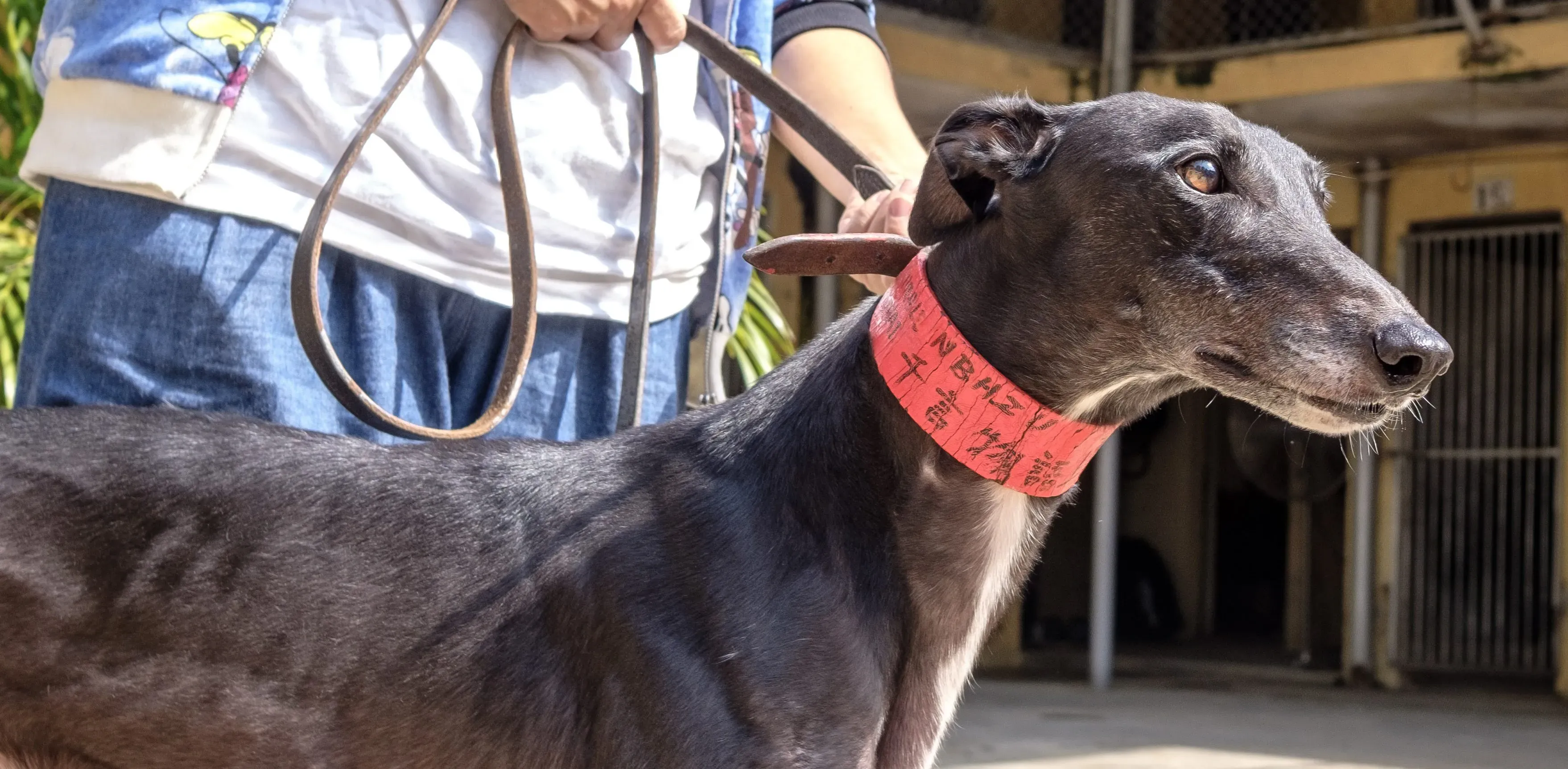 rumble thai adozione greyhound macao 11 e1544276474165