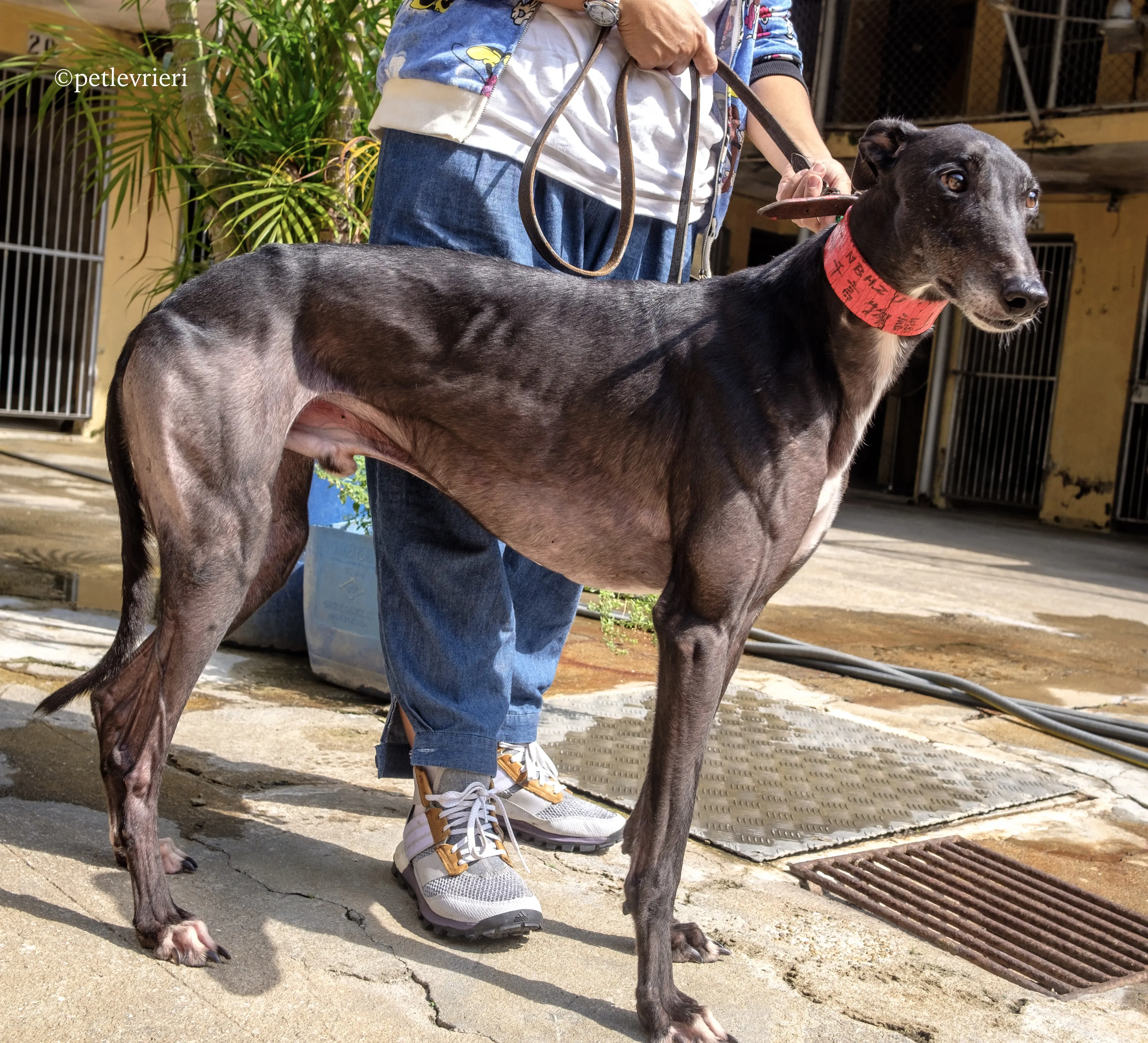 rumble thai adozione greyhound macao 12