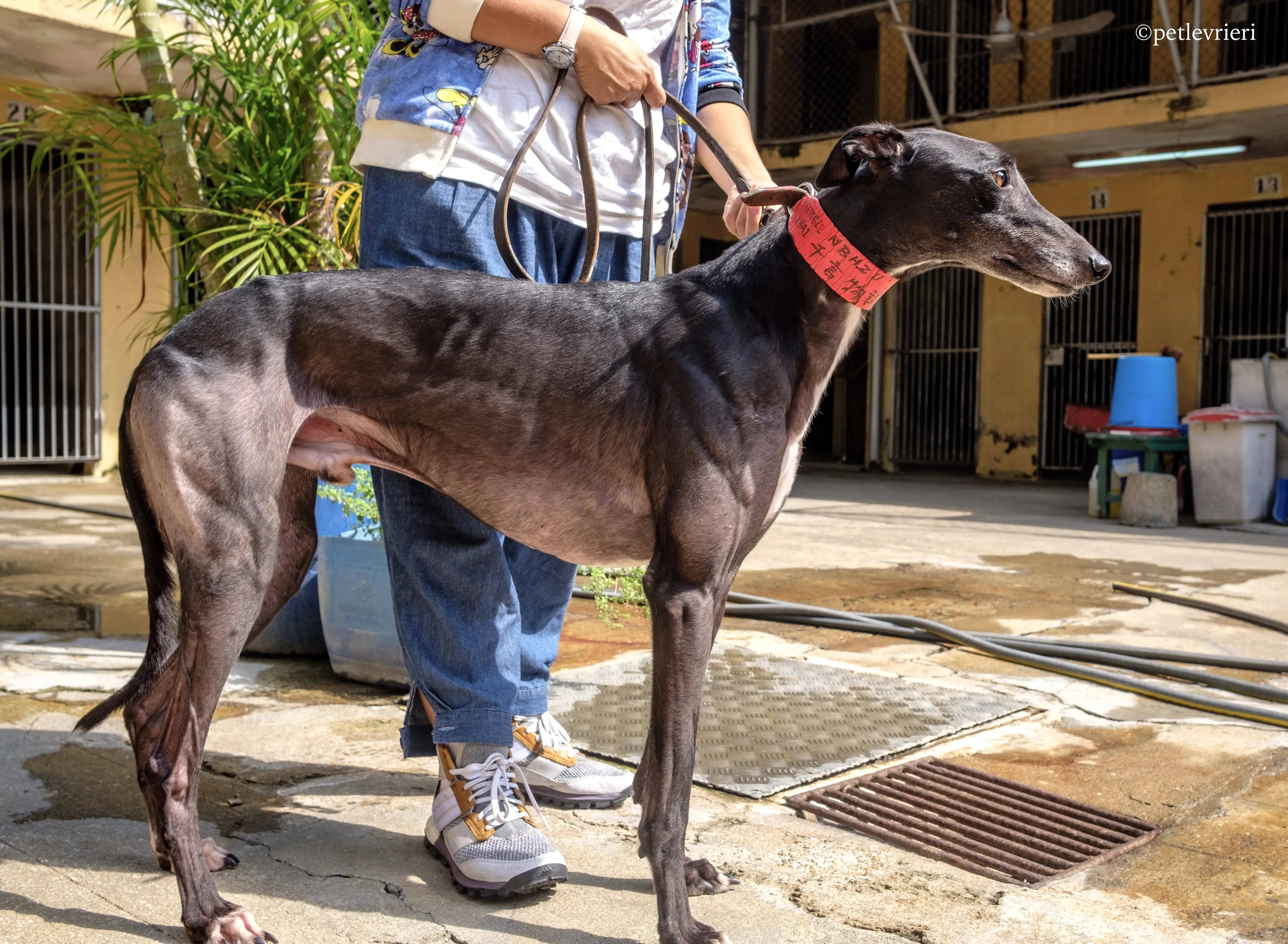 rumble thai adozione greyhound macao 13